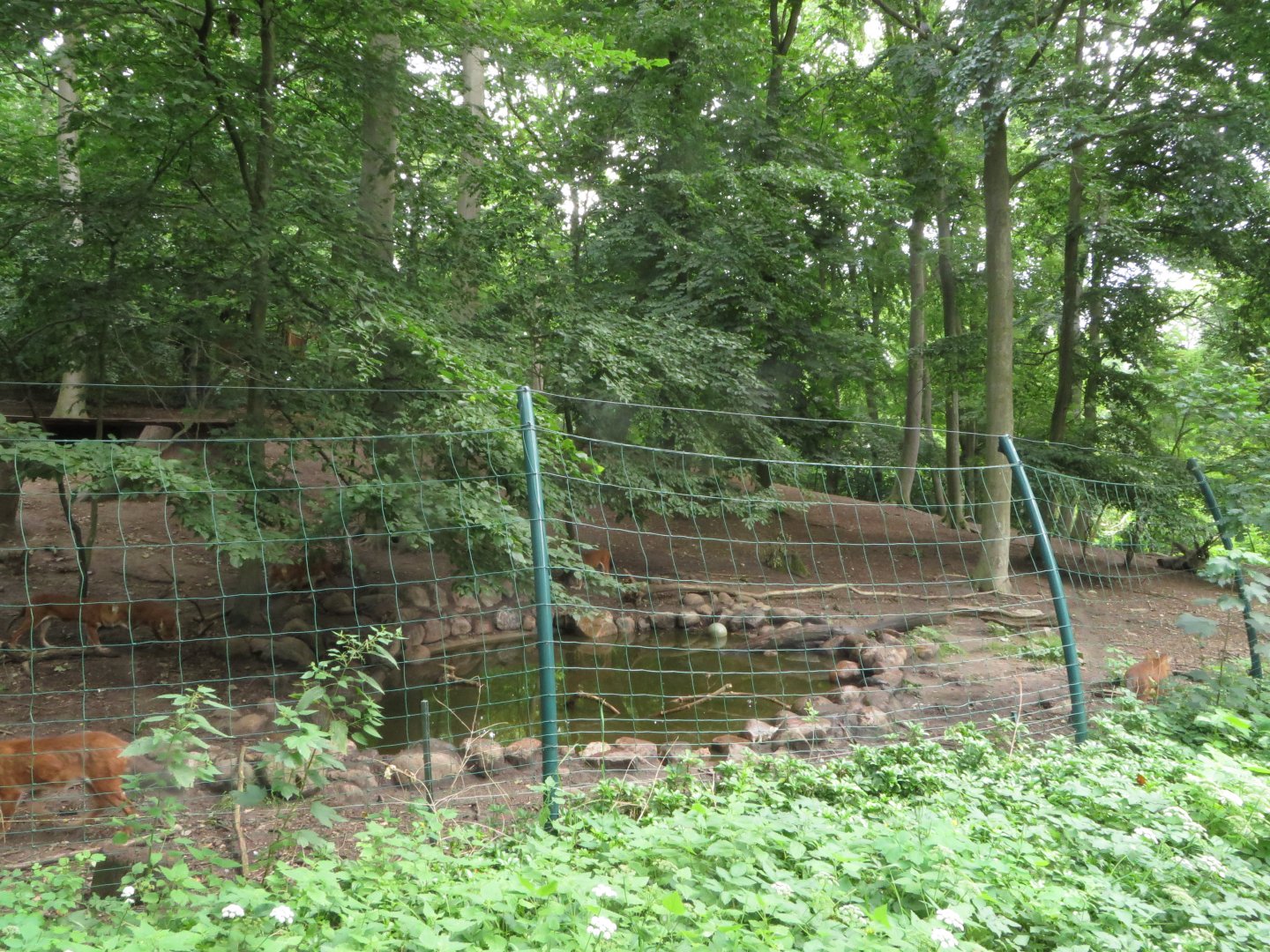 Chinese Dhole enclosure