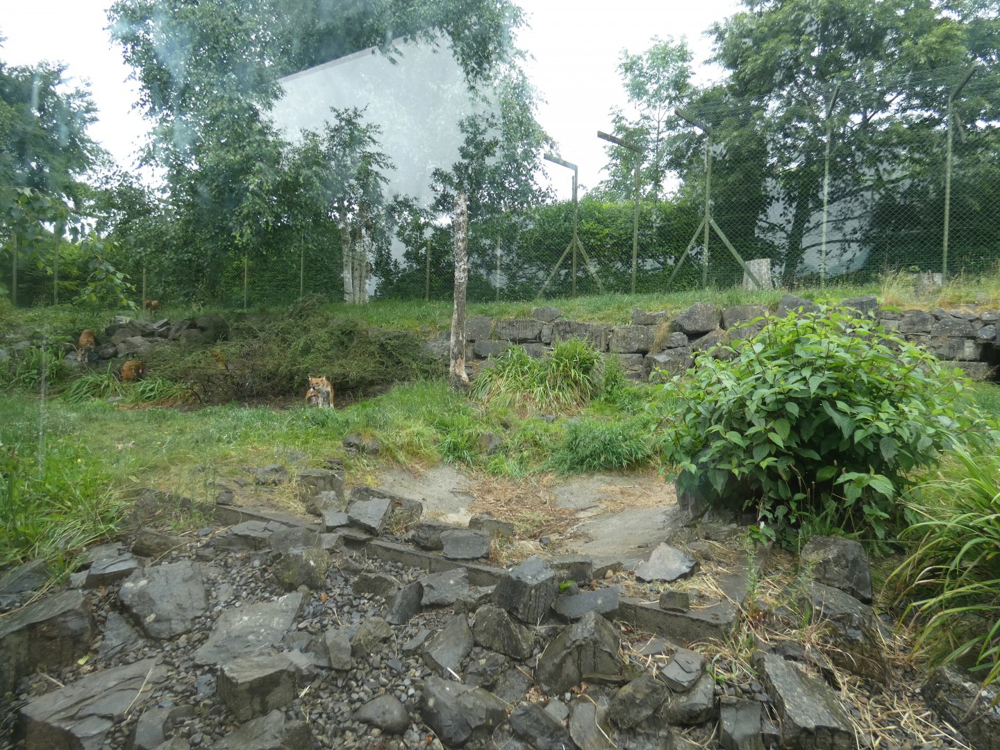 Chinese dhole enclosure