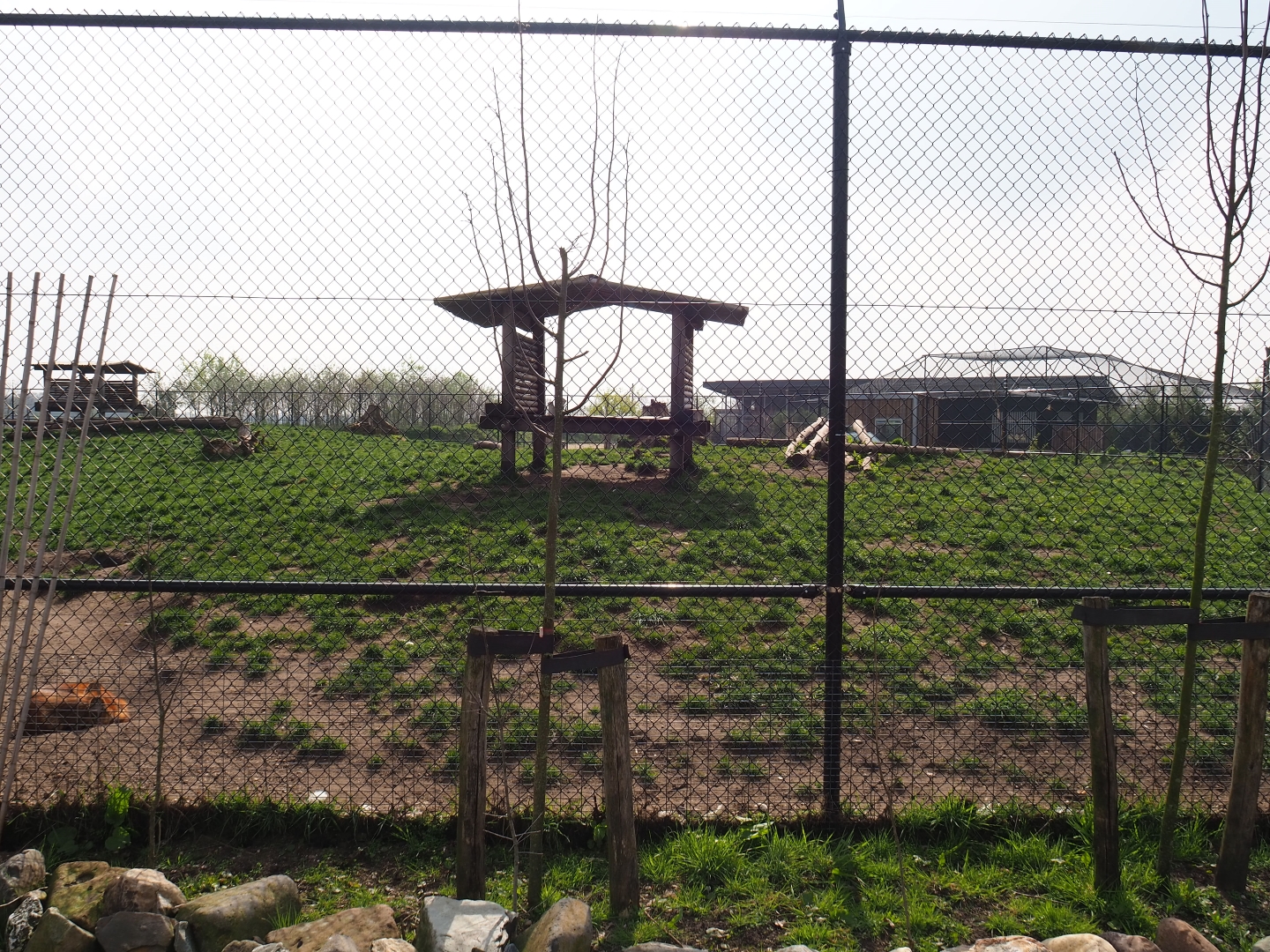 Chinese dhole exhibit, 2019-04-06