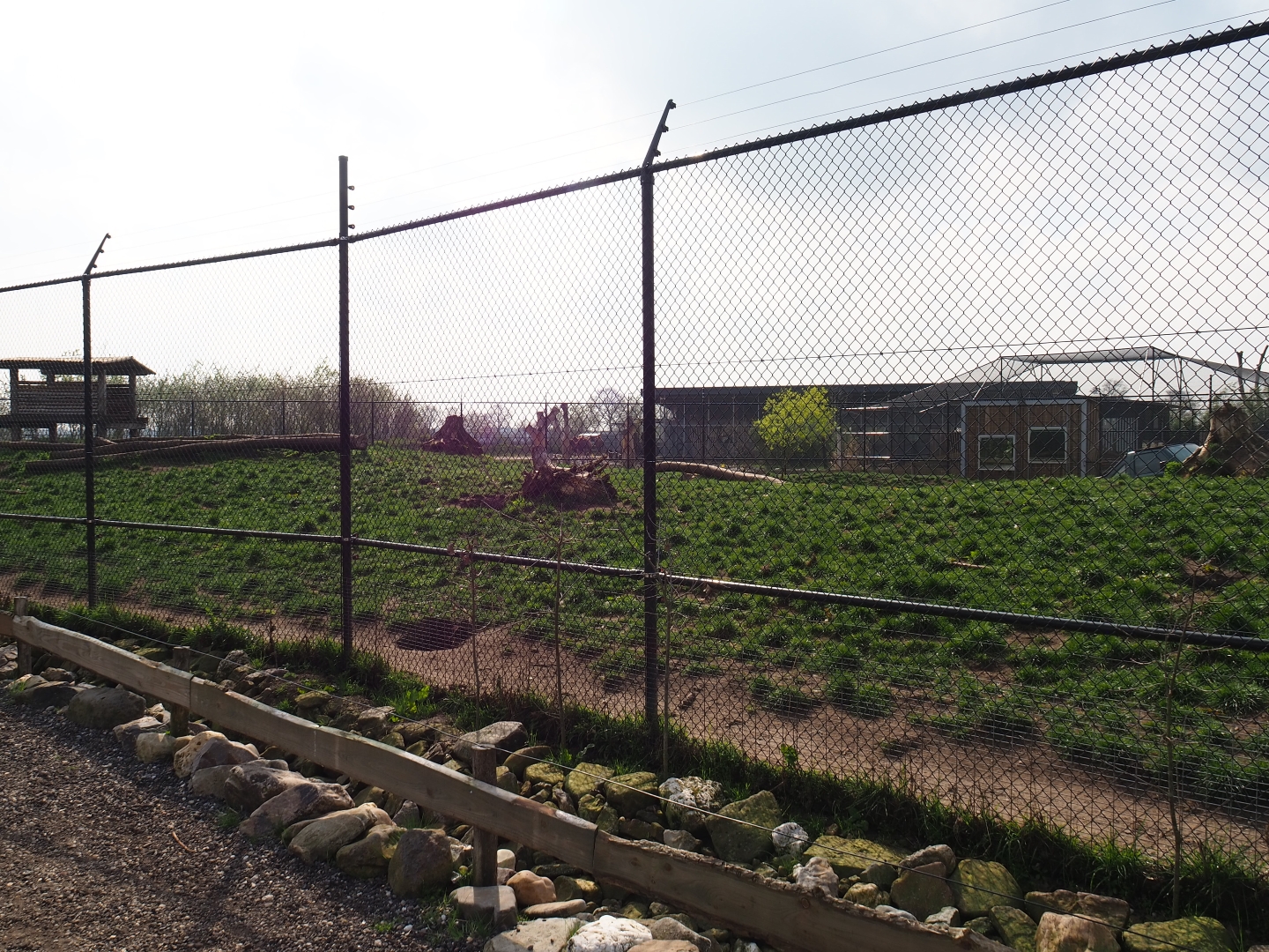 Chinese dhole exhibit, 2019-04-06