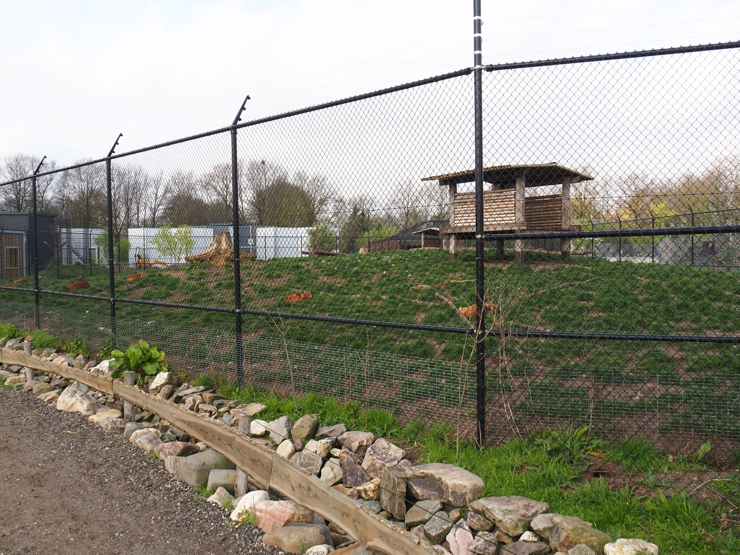 Chinese dhole exhibit, 2019-04-06