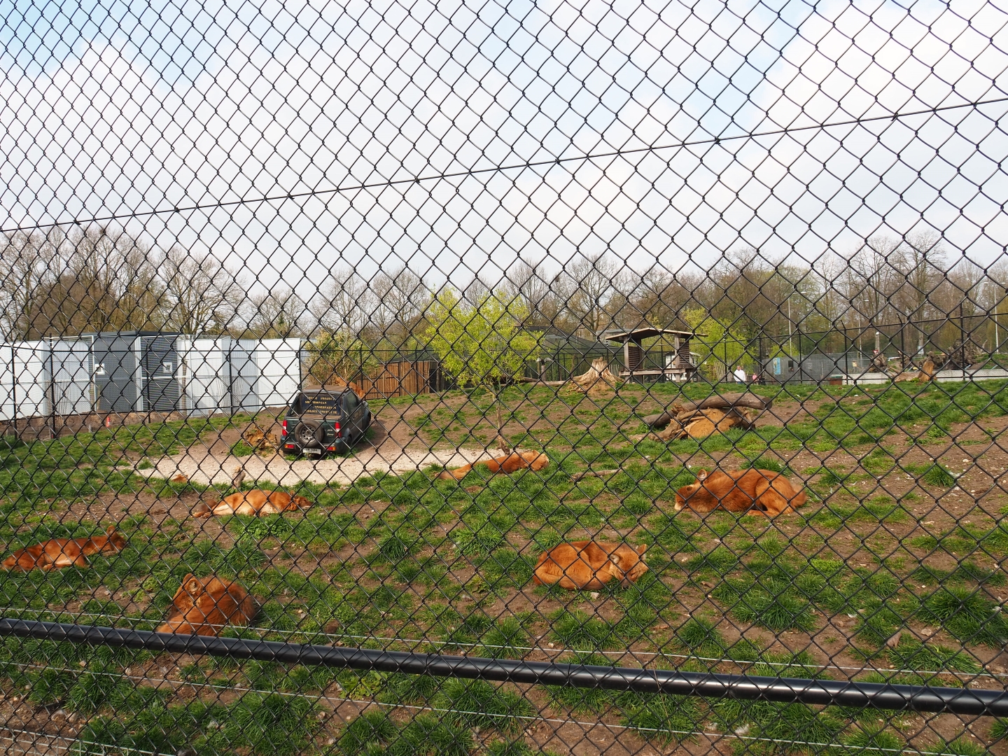 Chinese dhole exhibit, 2019-04-06