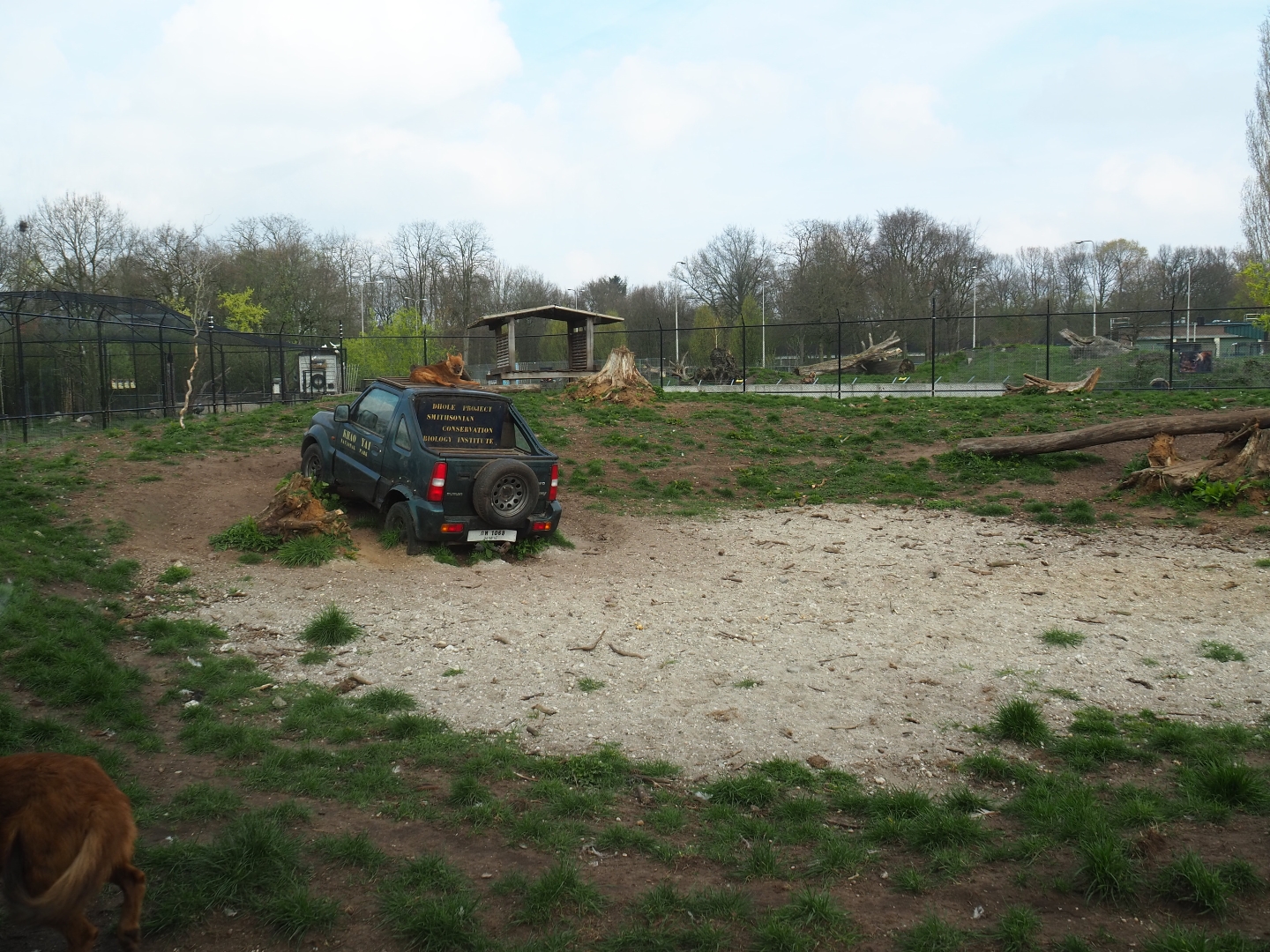 Chinese dhole exhibit, 2019-04-06