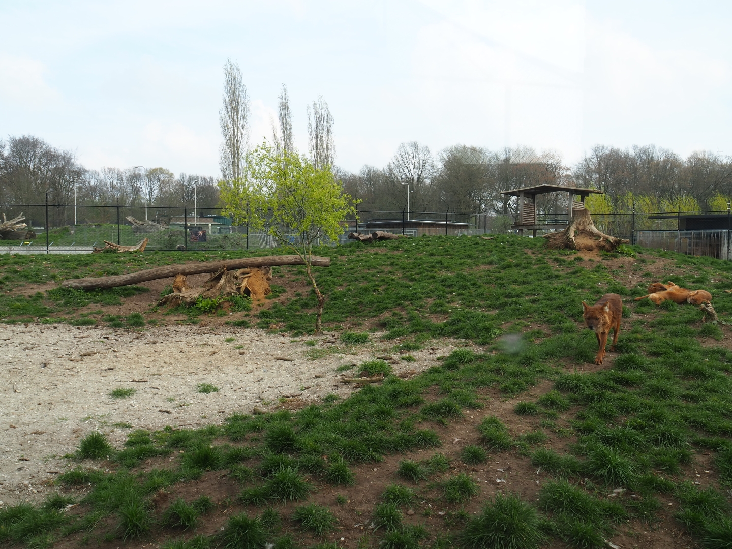 Chinese dhole exhibit, 2019-04-06