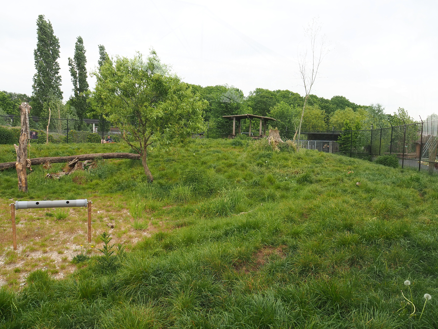 Chinese dhole exhibit, 2022-05-17