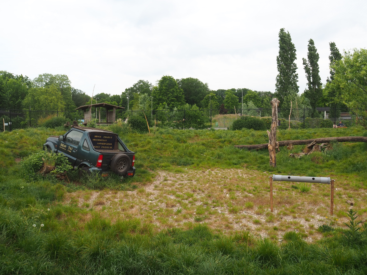 Chinese dhole exhibit, 2022-05-17
