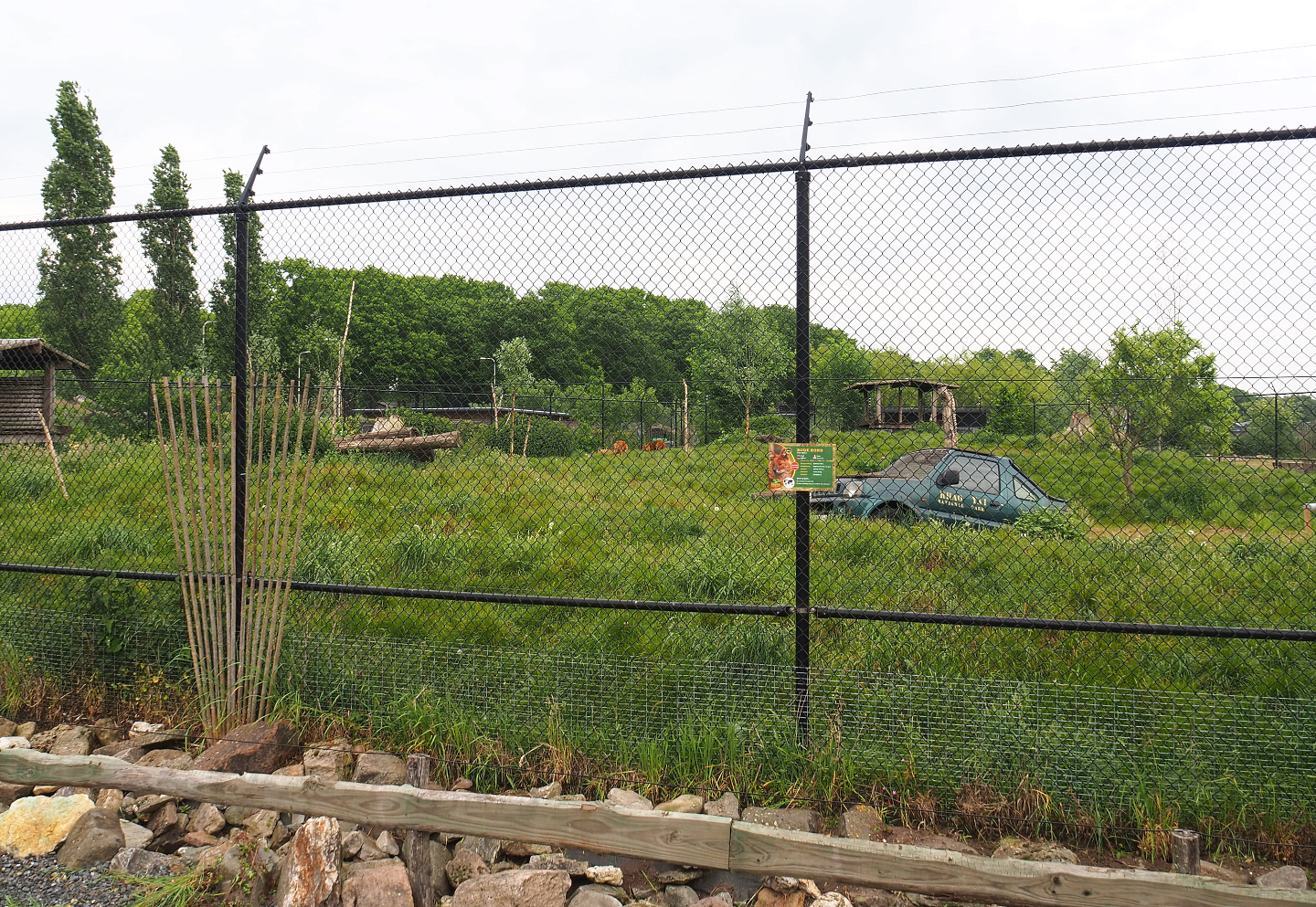Chinese dhole exhibit, 2022-05-17