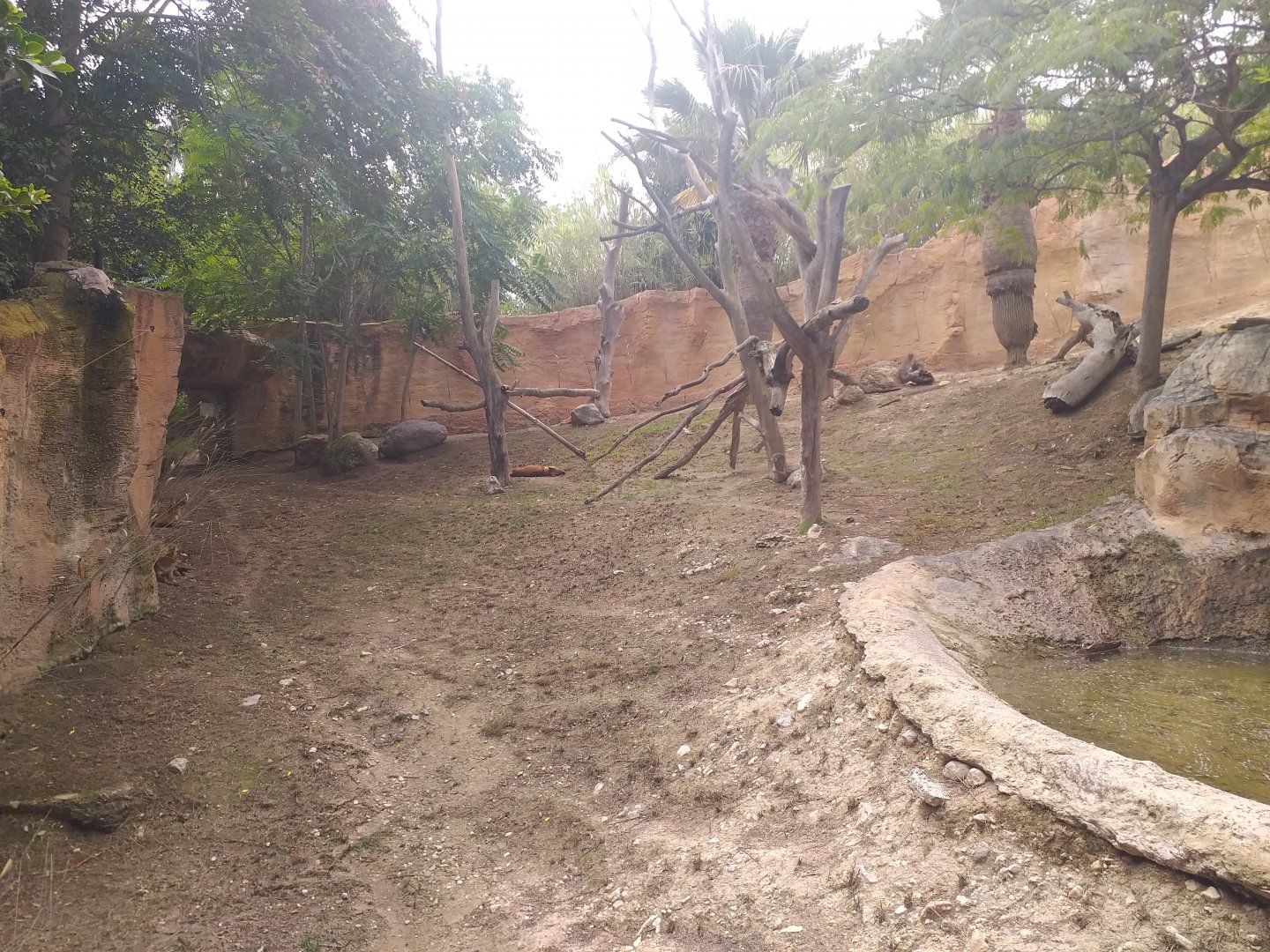 Chinese dhole exhibit -TerraNatura Benidorm (2021)