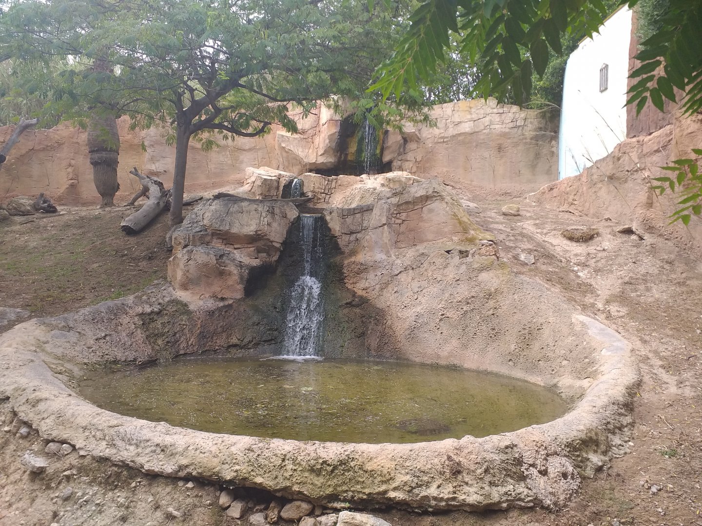 Chinese dhole exhibit -TerraNatura Benidorm (2021)