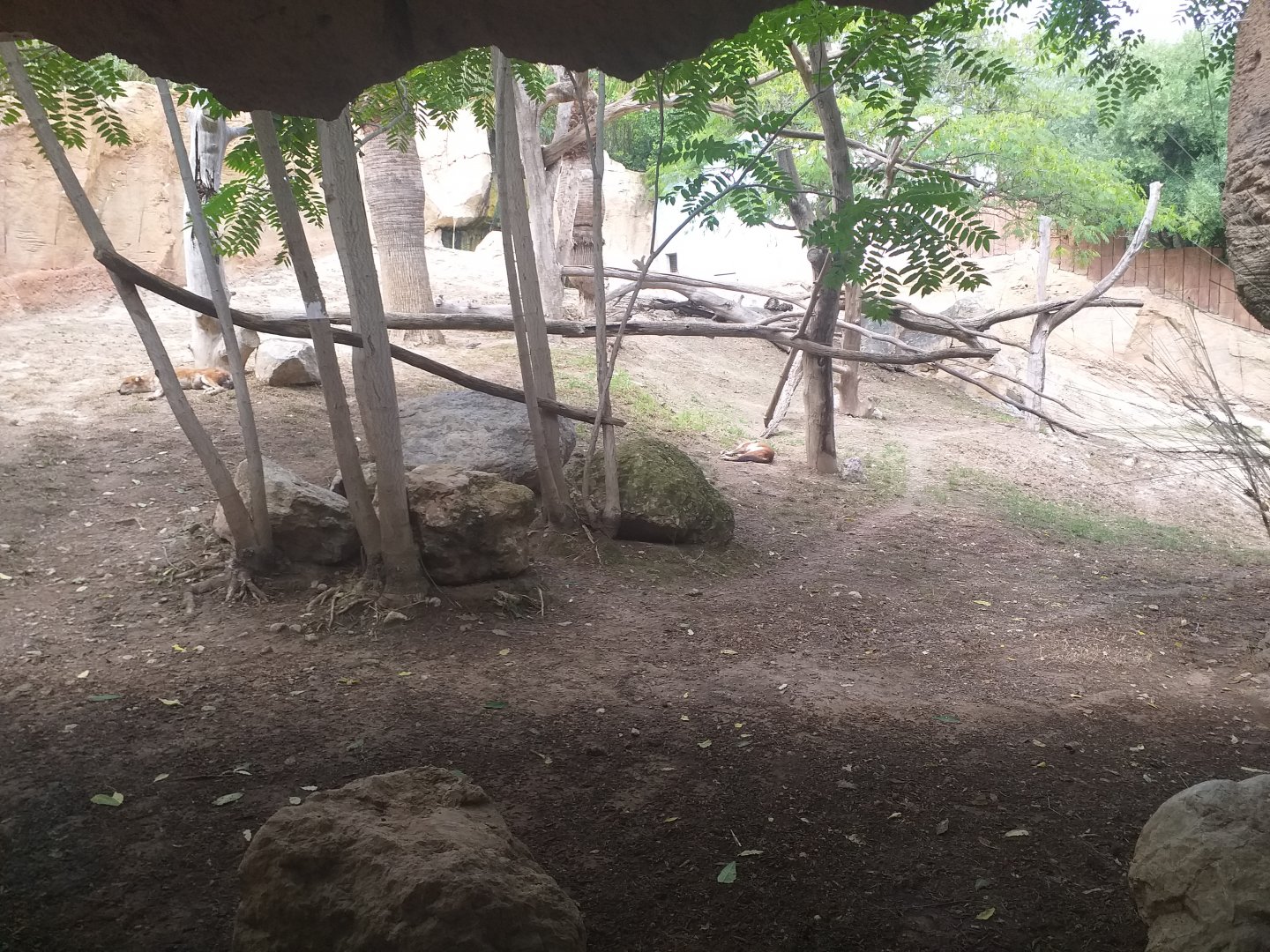 Chinese dhole exhibit -TerraNatura Benidorm (2021)