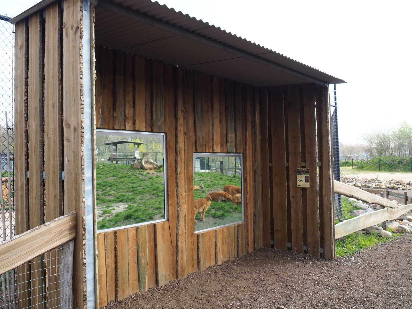 Chinese dhole exhibit viewing area, 2019-04-06