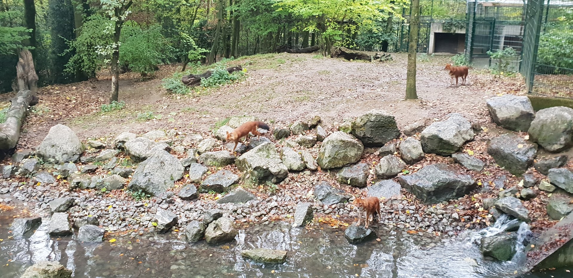 Chinese dhole exhibit