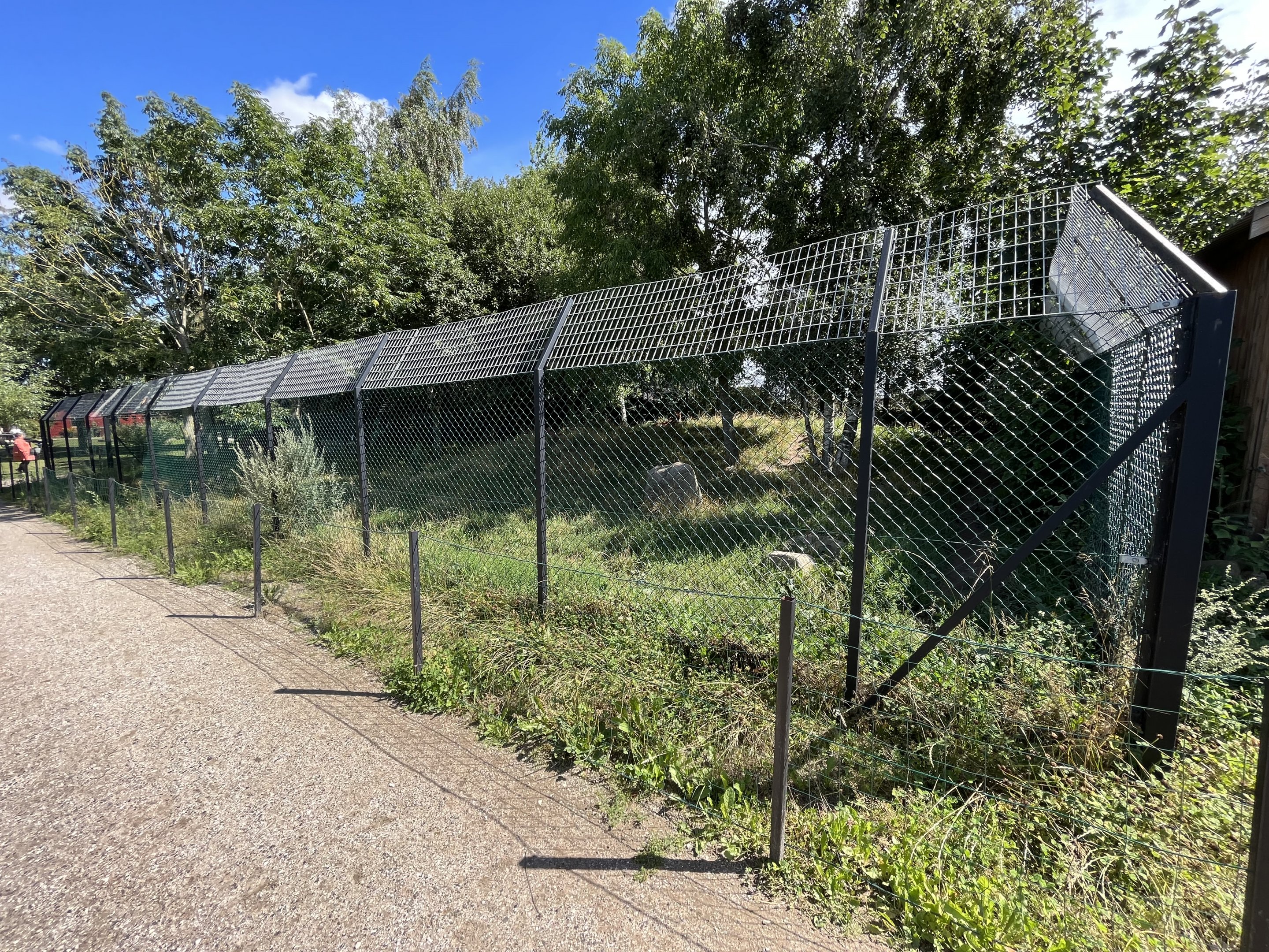 Chinese Dhole Exhibit