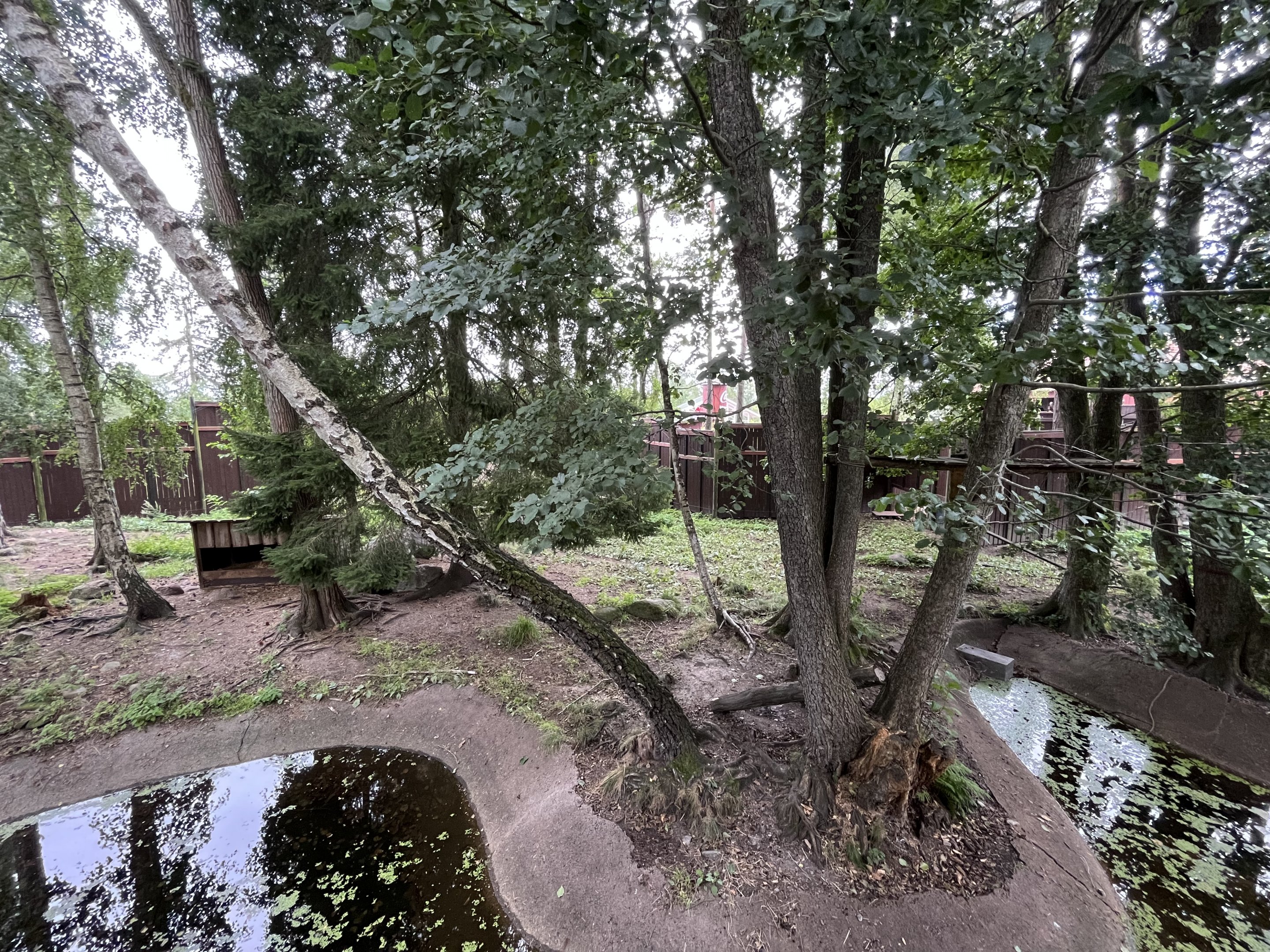 Chinese Dhole Exhibit