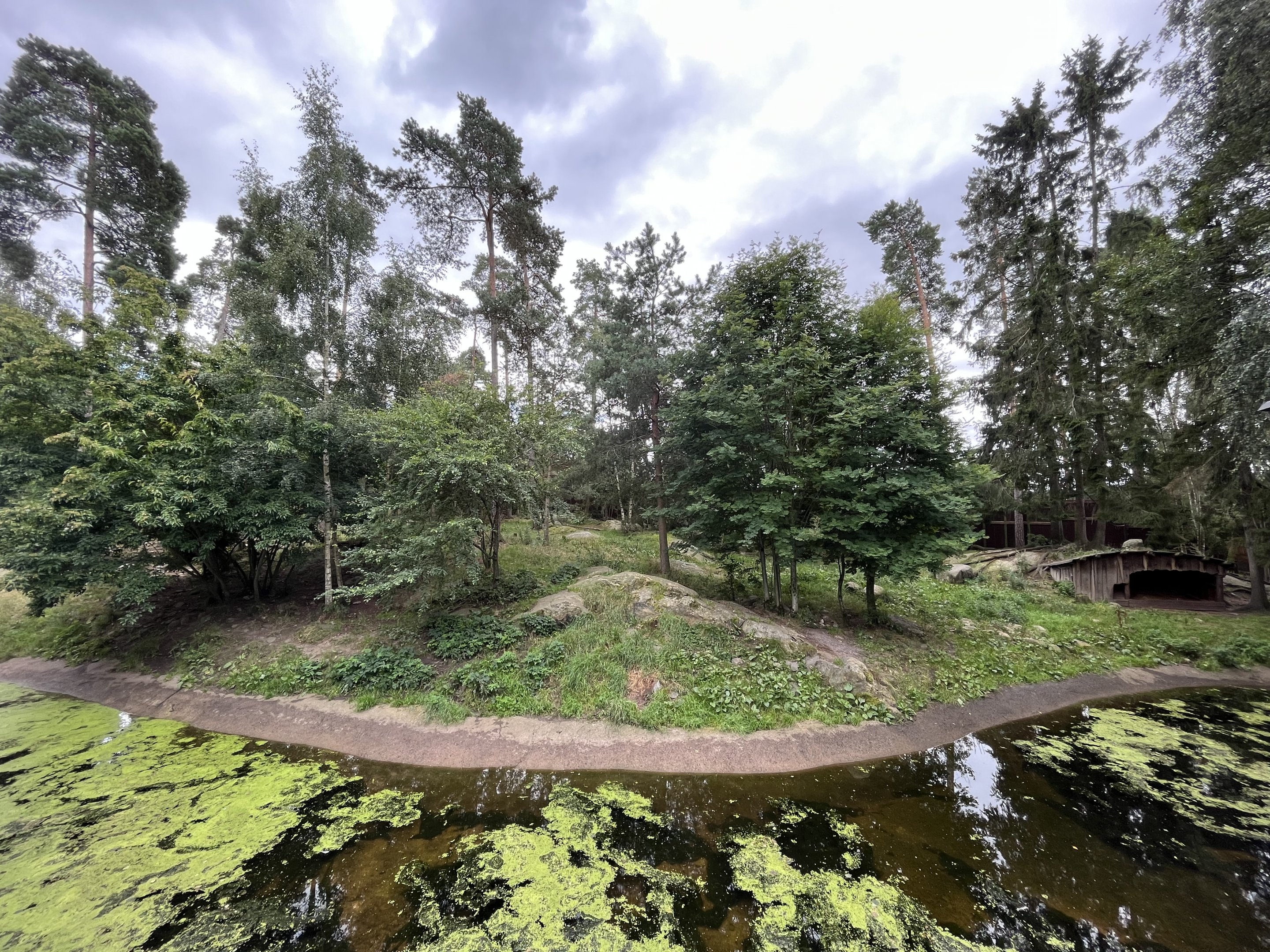 Chinese Dhole Exhibit