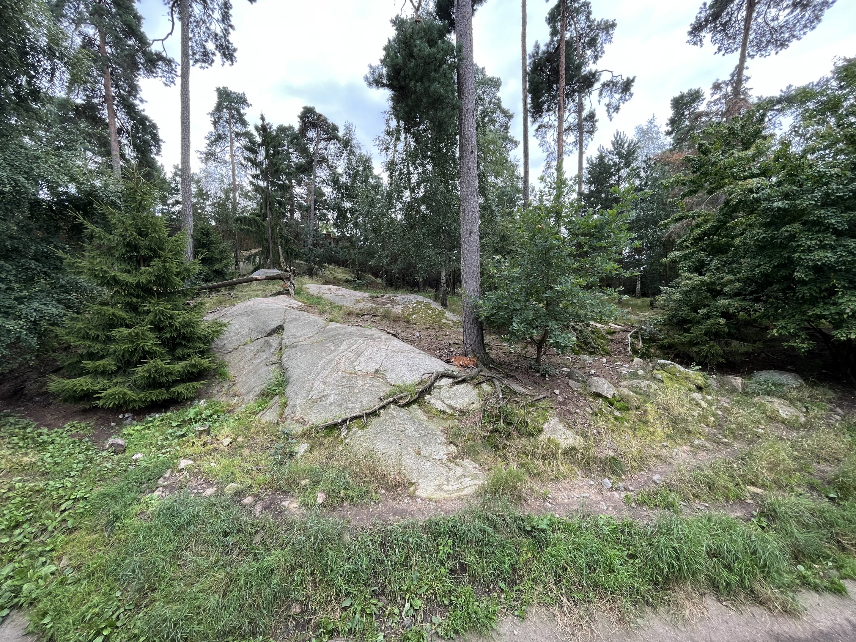 Chinese Dhole Exhibit