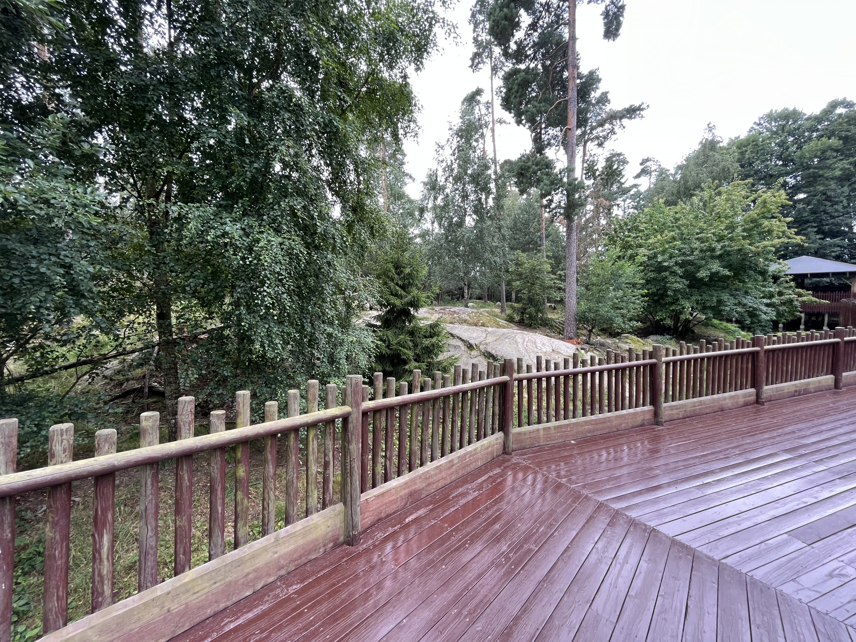 Chinese Dhole Exhibit