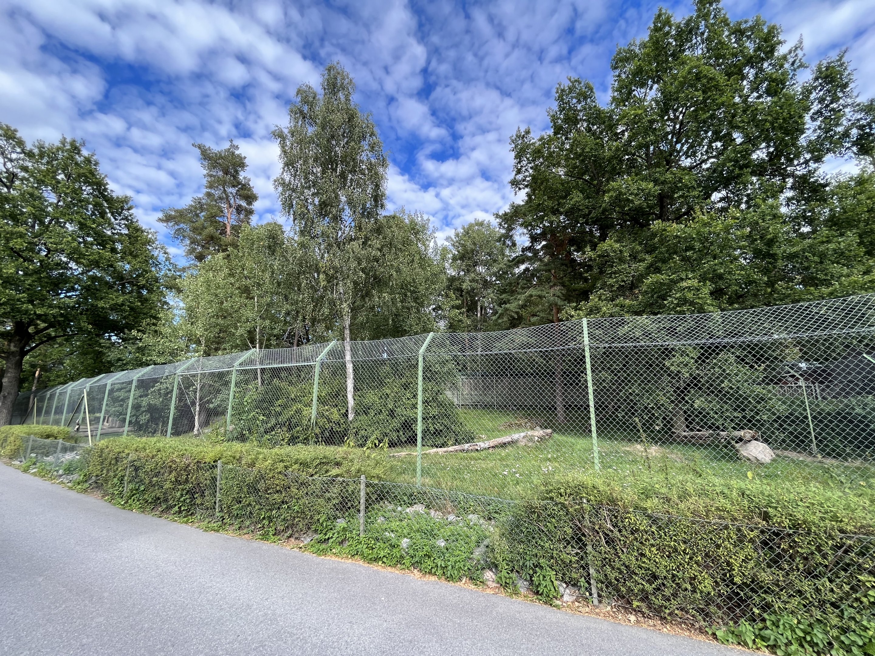 Chinese Dhole Exhibit