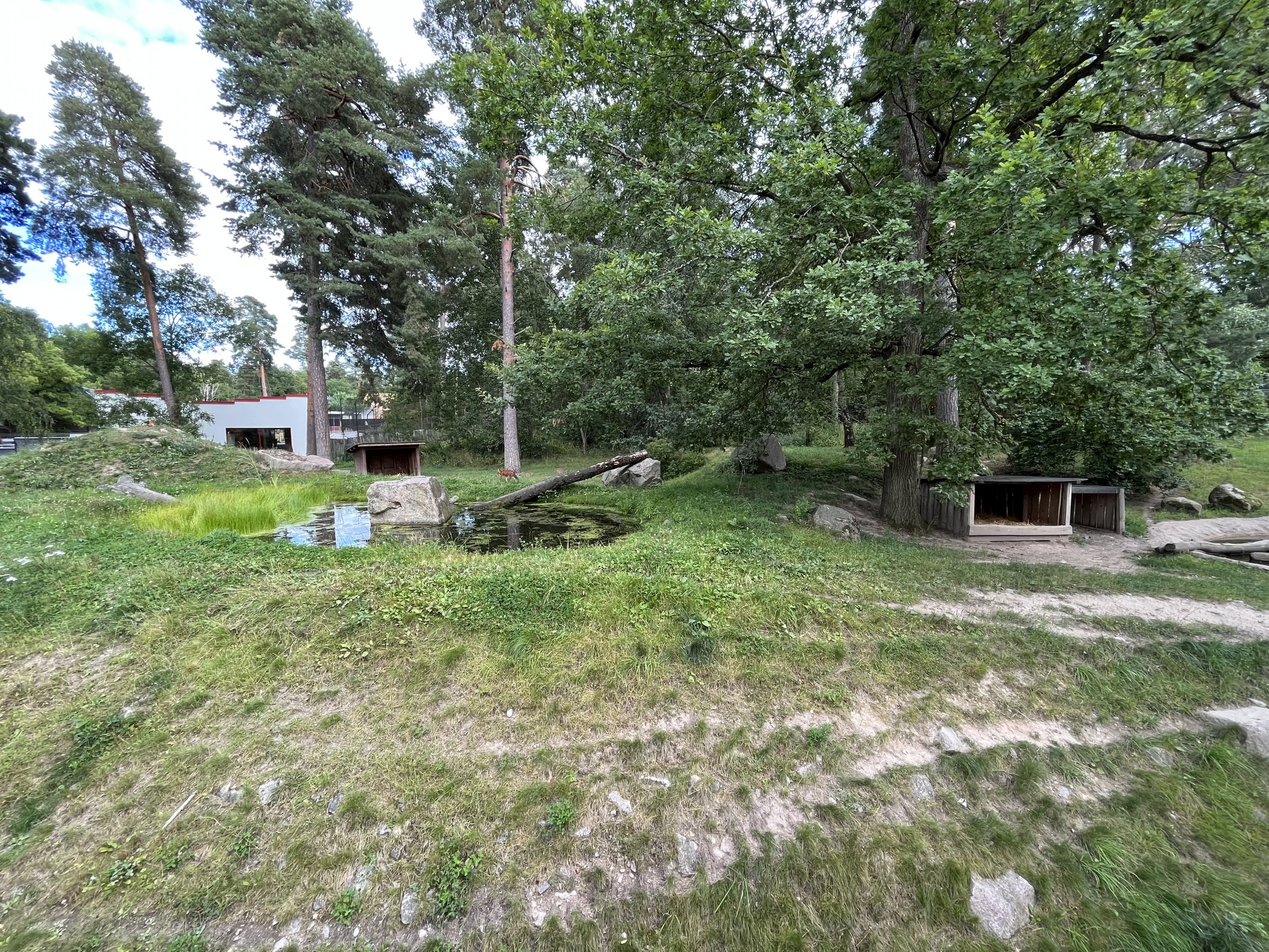 Chinese Dhole Exhibit