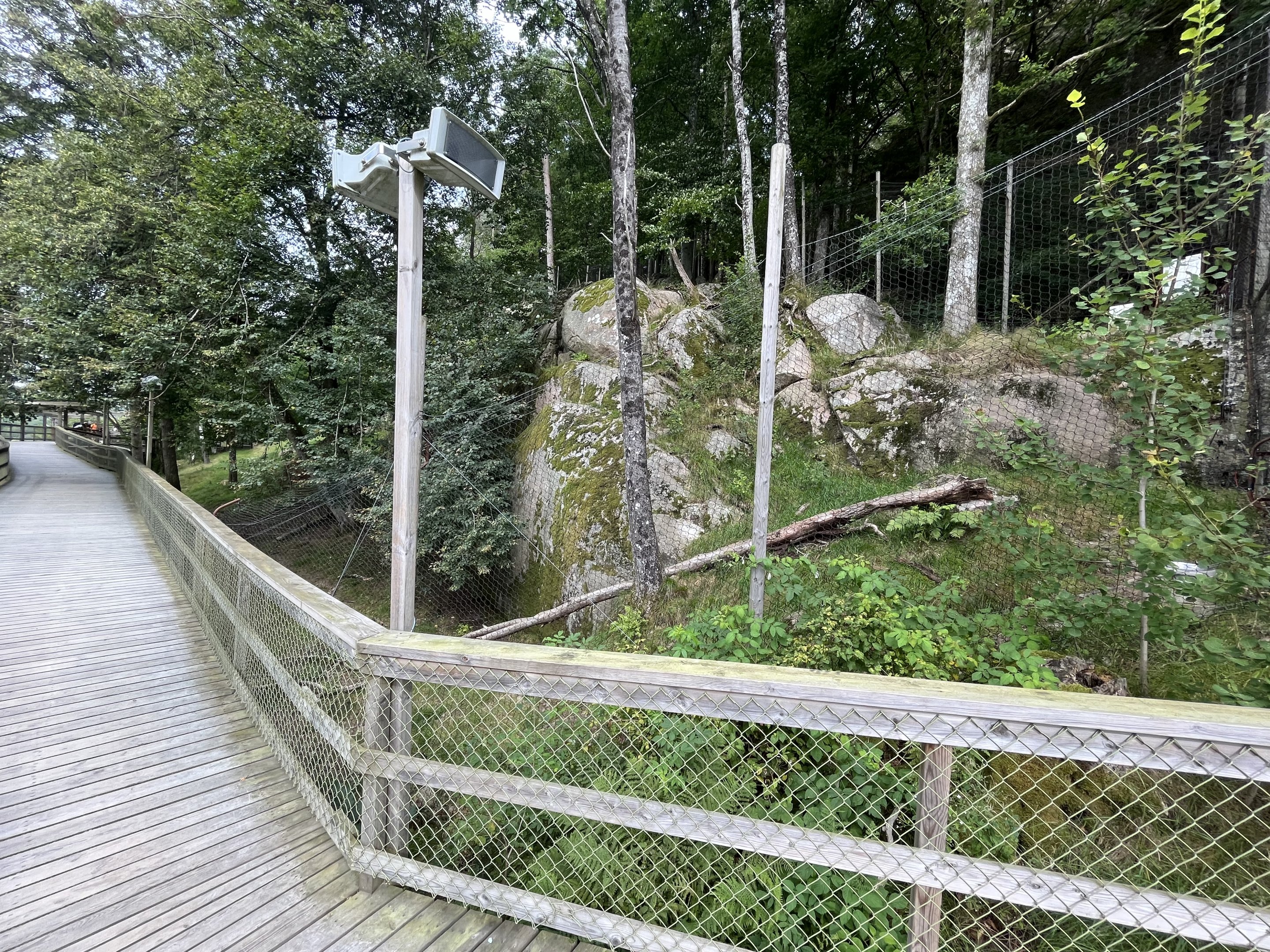Chinese Dhole Exhibit