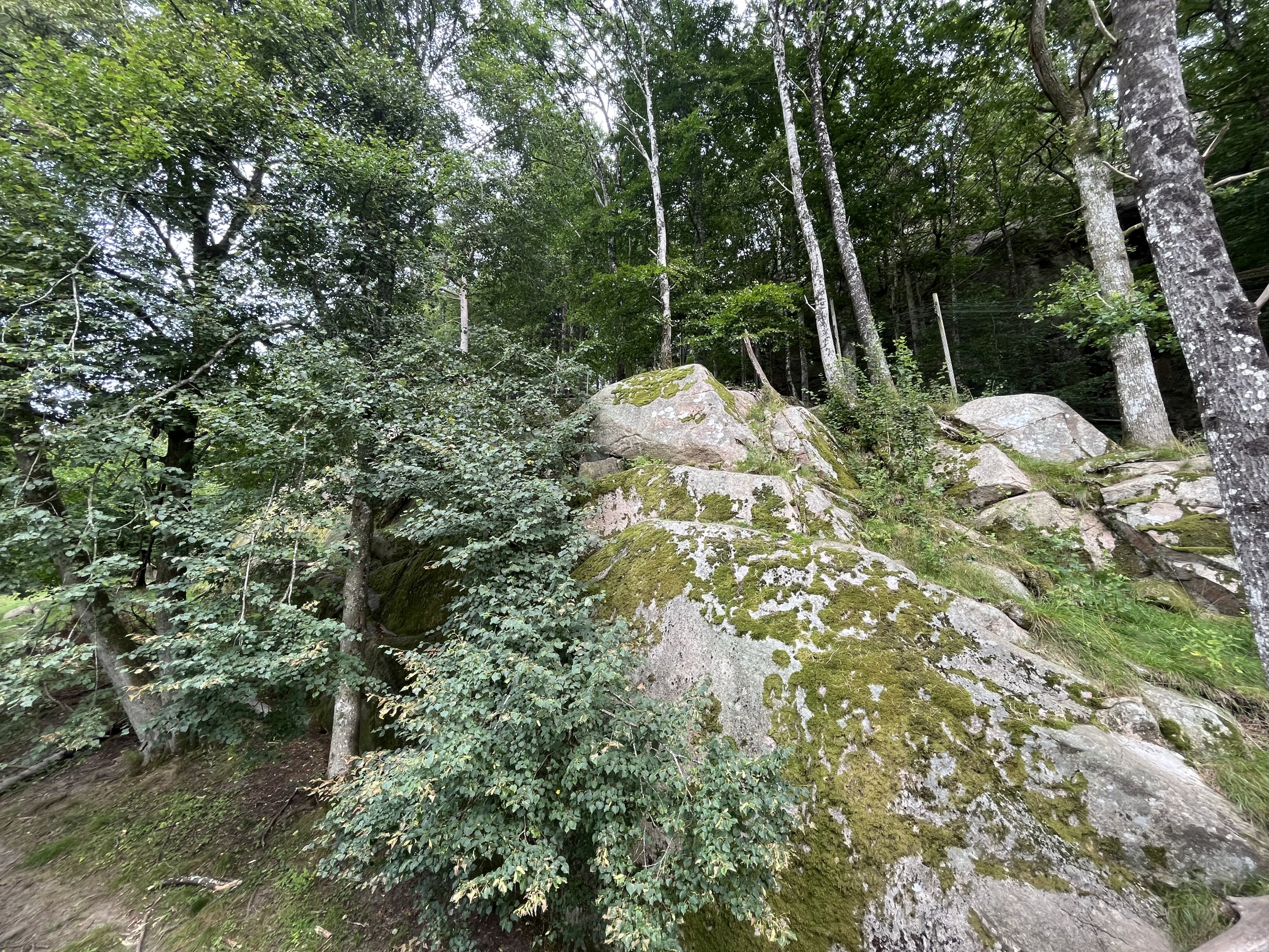 Chinese Dhole Exhibit