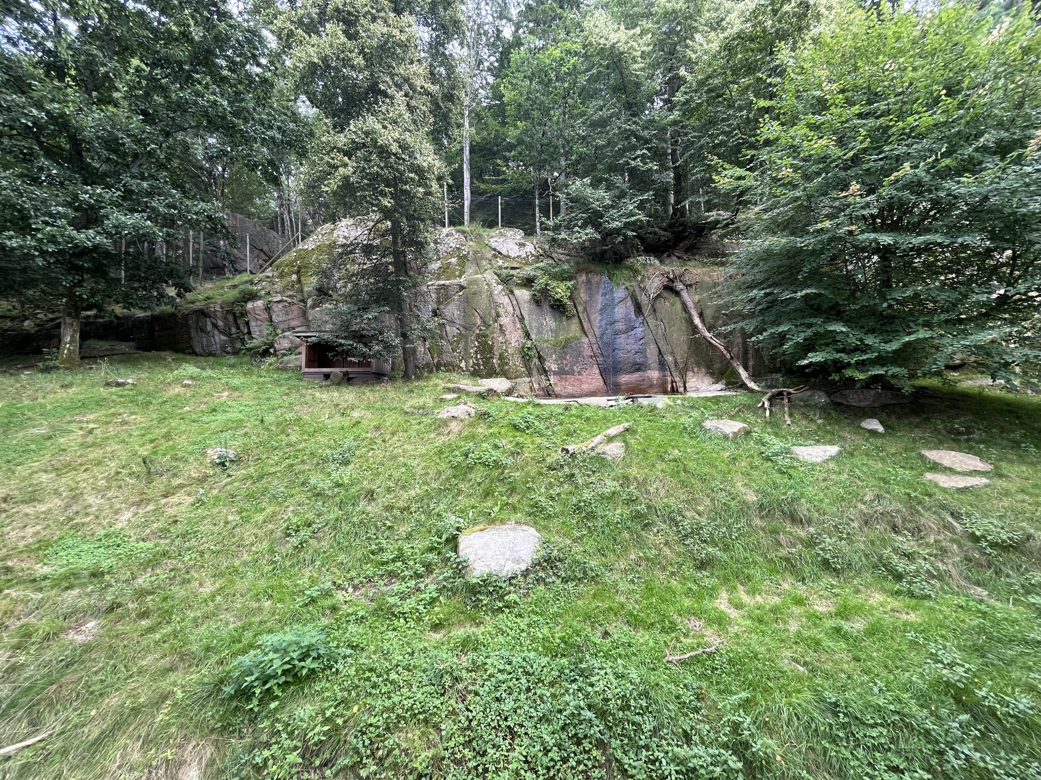 Chinese Dhole Exhibit