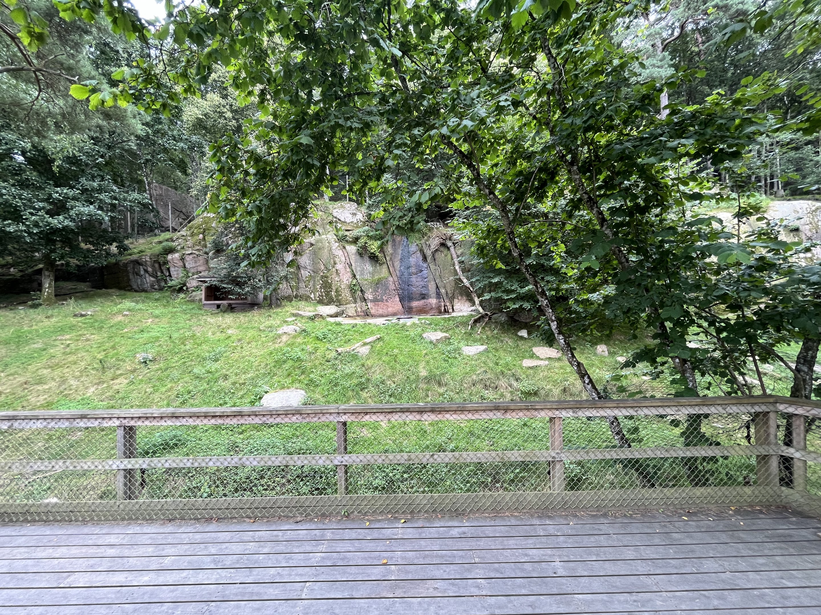 Chinese Dhole Exhibit