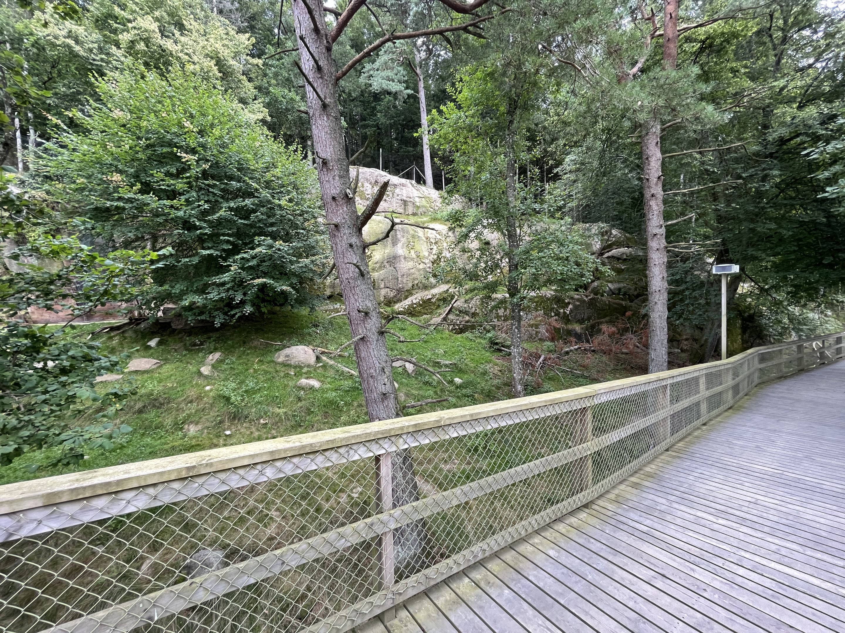 Chinese Dhole Exhibit