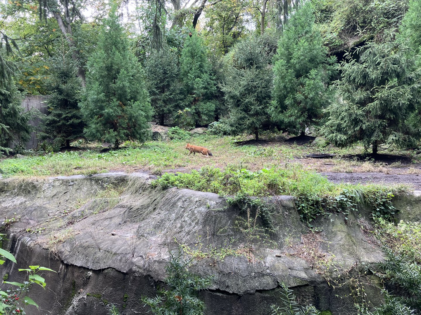Chinese Dhole Exhibit