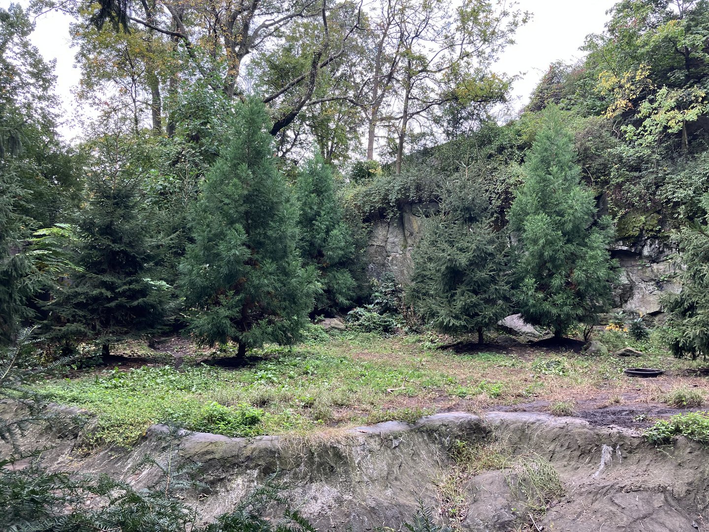 Chinese Dhole Exhibit