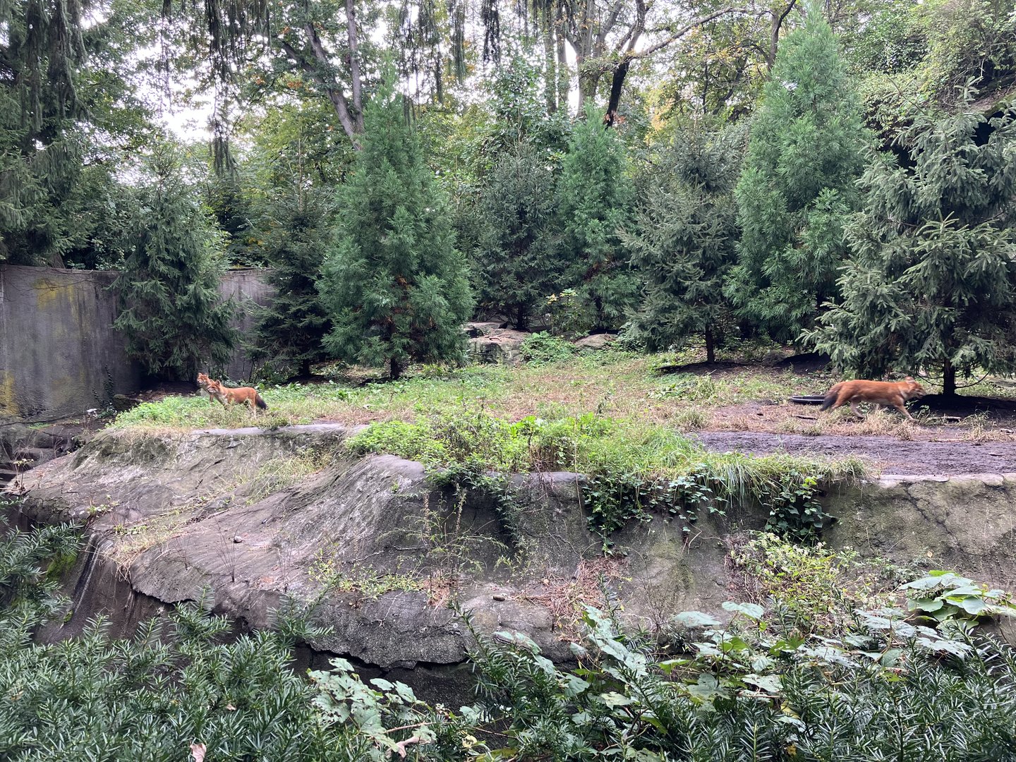 Chinese Dhole Exhibit