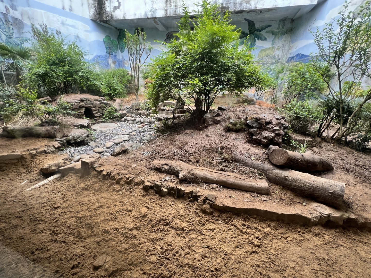 Chinese Dhole Exhibit