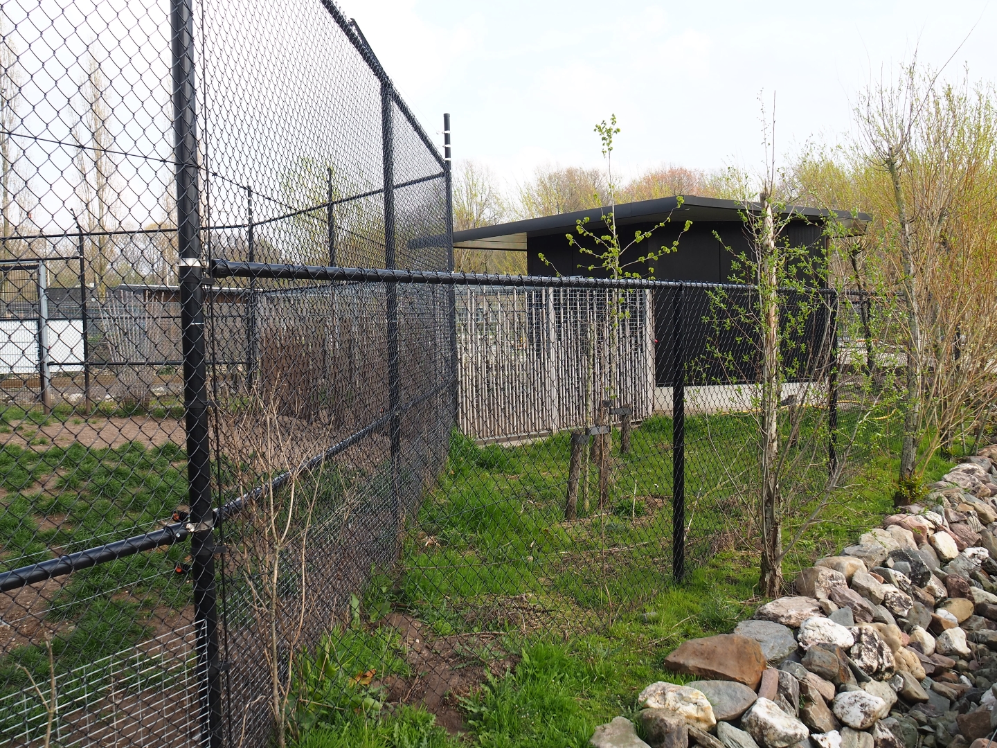 Chinese dhole holding, 2019-04-06