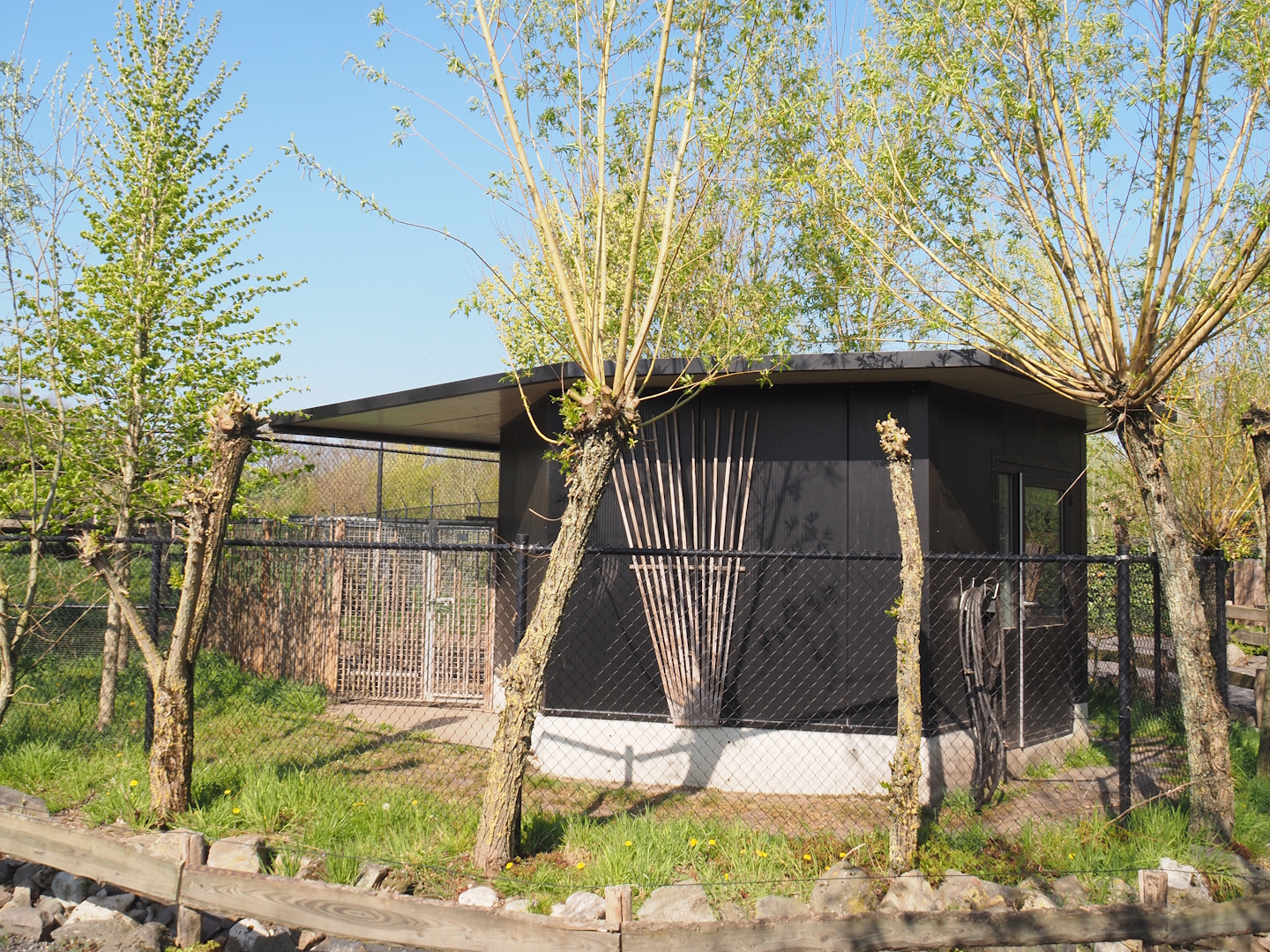 Chinese dhole holding, 2025-04-12