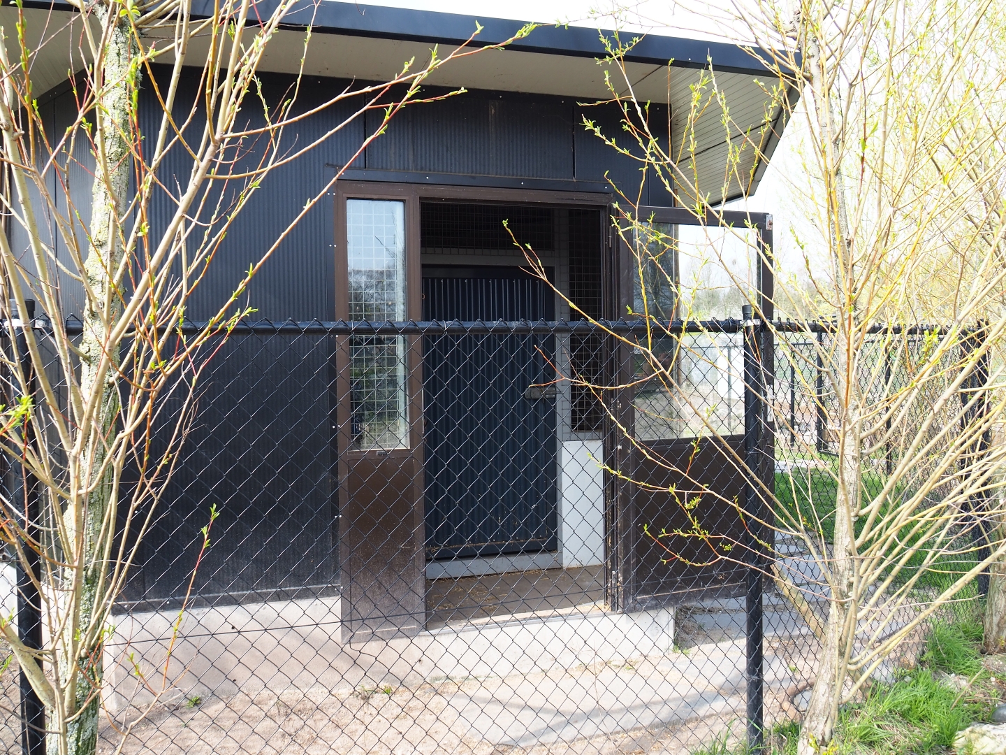 Chinese dhole holding building, 2019-04-06