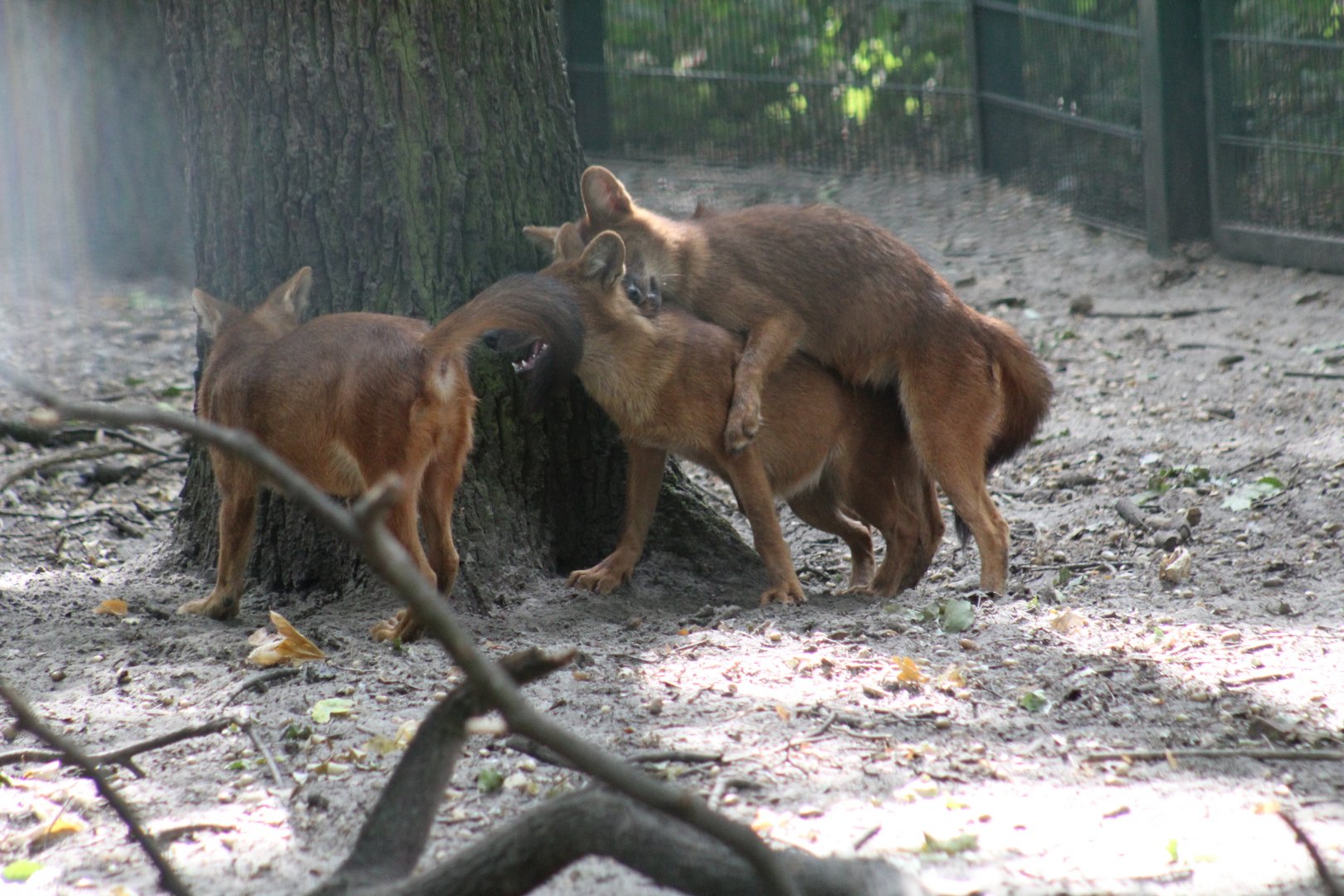 Chinese Dhole Pups