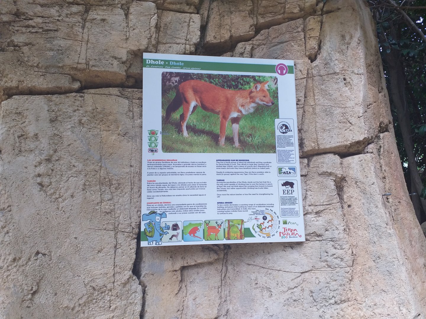 Chinese dhole sign -TerraNatura Benidorm (2021)