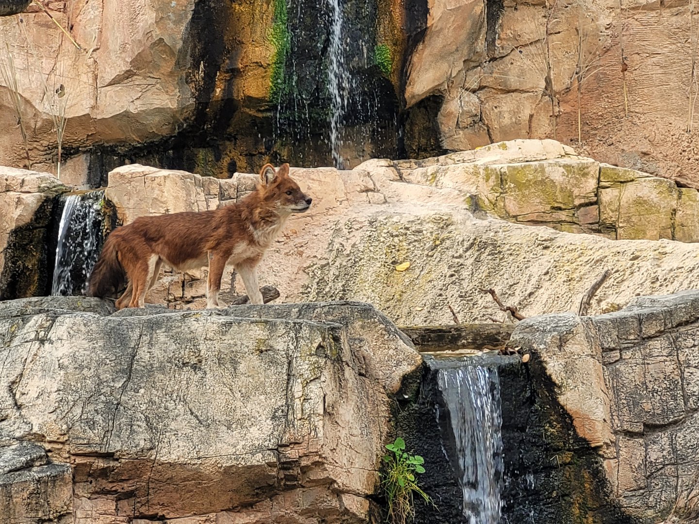 Chinese dhole -TerraNatura Benidorm (2022)