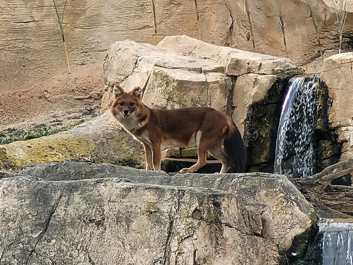 Chinese dhole -TerraNatura Benidorm (2022)