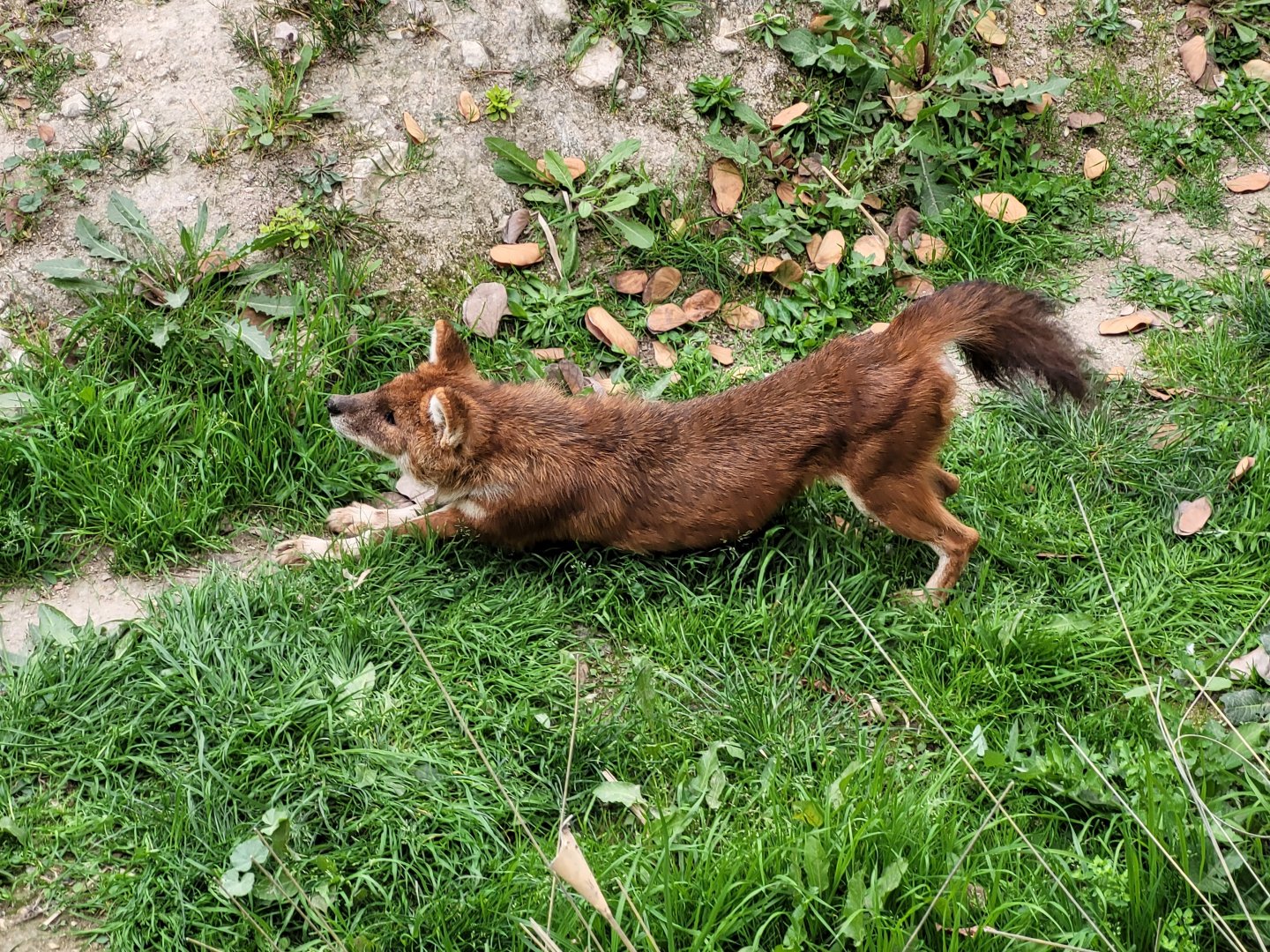 Chinese dhole -TerraNatura Benidorm (2022)