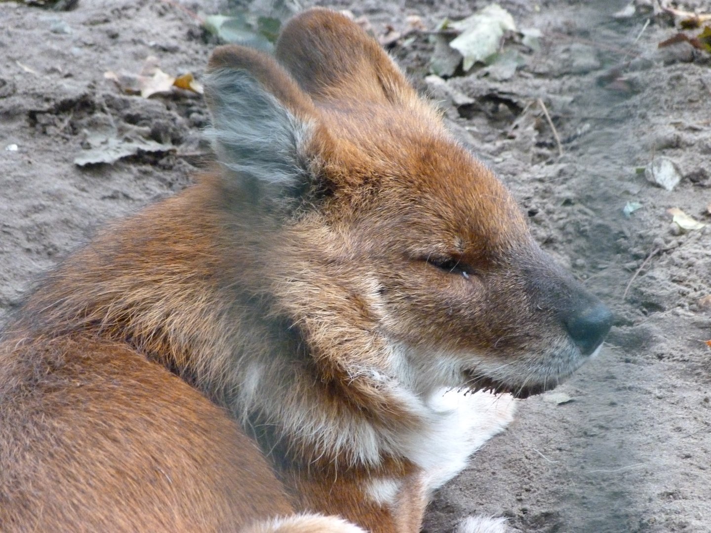Chinese dhole -Tierpark Berlin (2024)