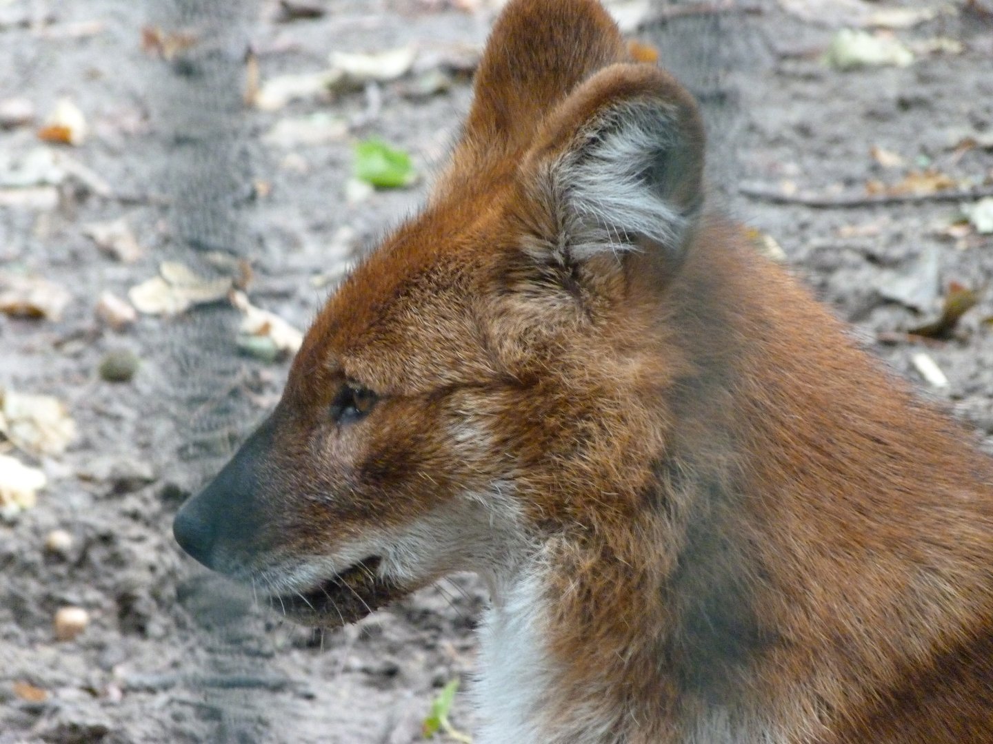Chinese dhole -Tierpark Berlin (2024)
