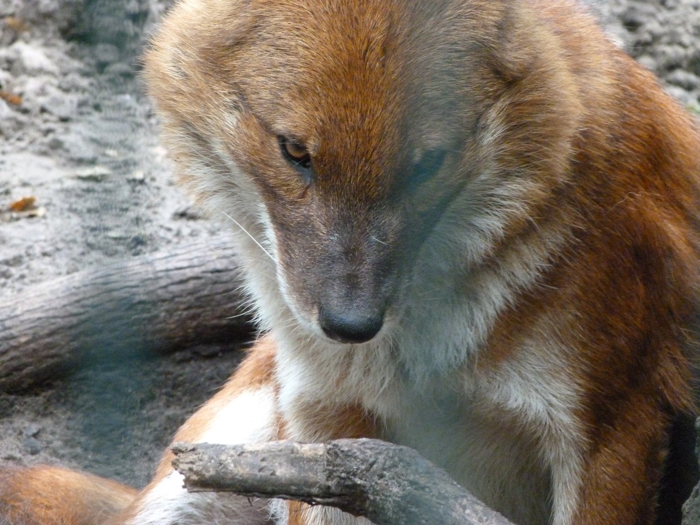 Chinese dhole -Tierpark Berlin (2024)