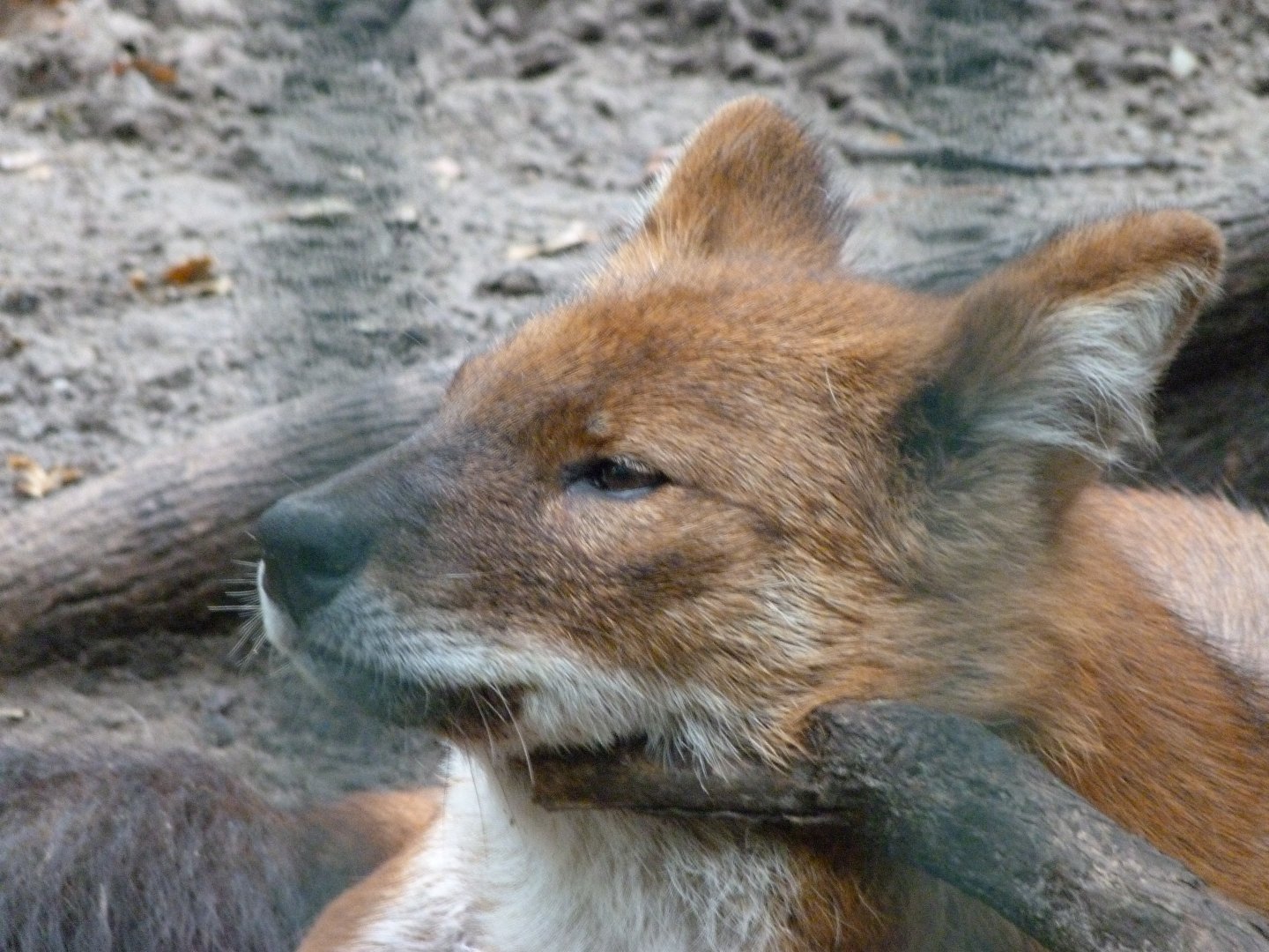 Chinese dhole -Tierpark Berlin (2024)