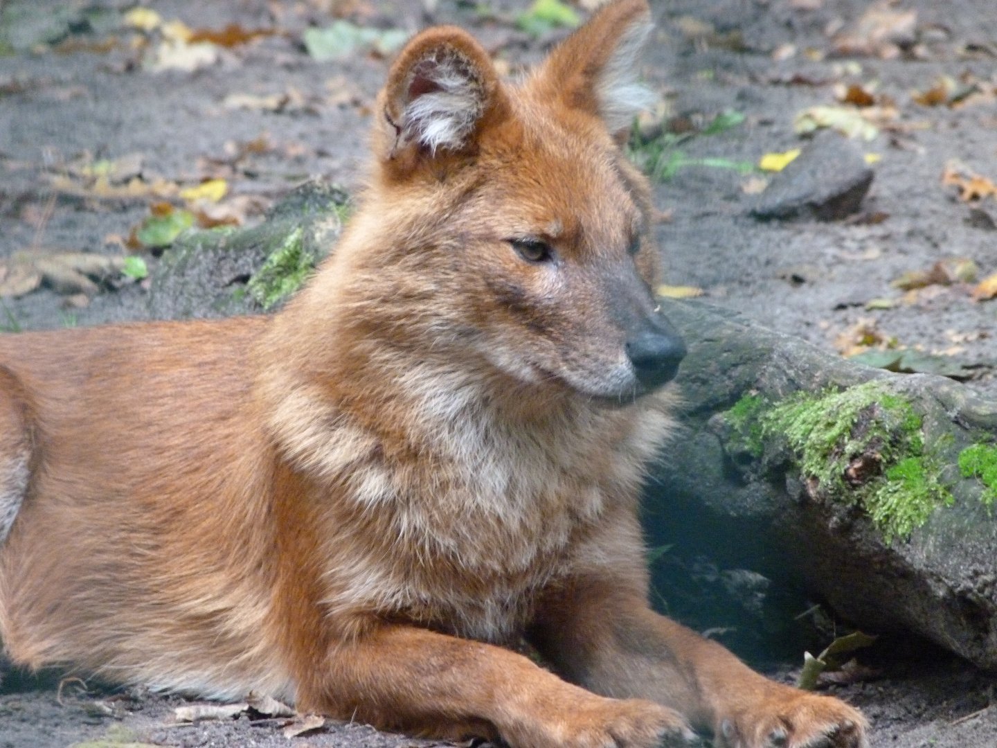 Chinese dhole -Tierpark Berlin (2024)
