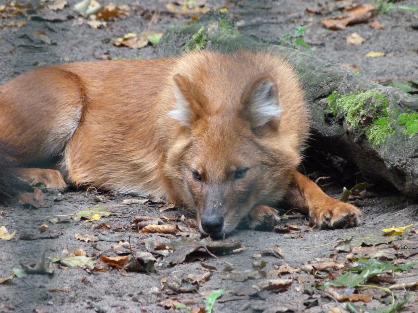 Chinese dhole -Tierpark Berlin (2024)