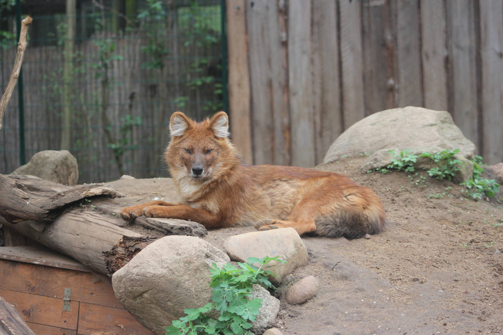 Chinese dhole