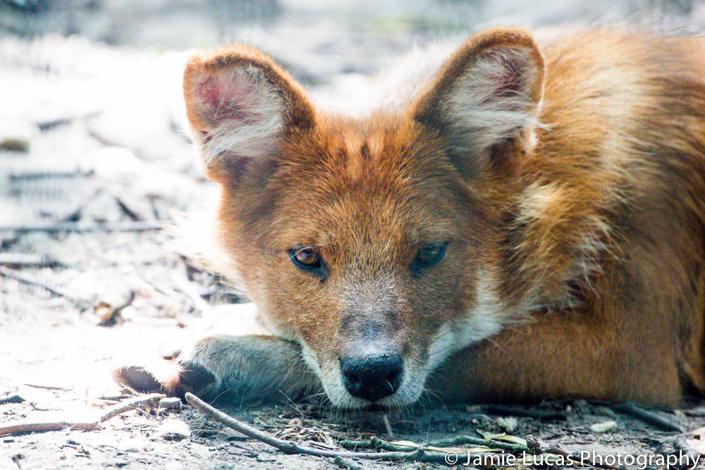 Chinese dhole