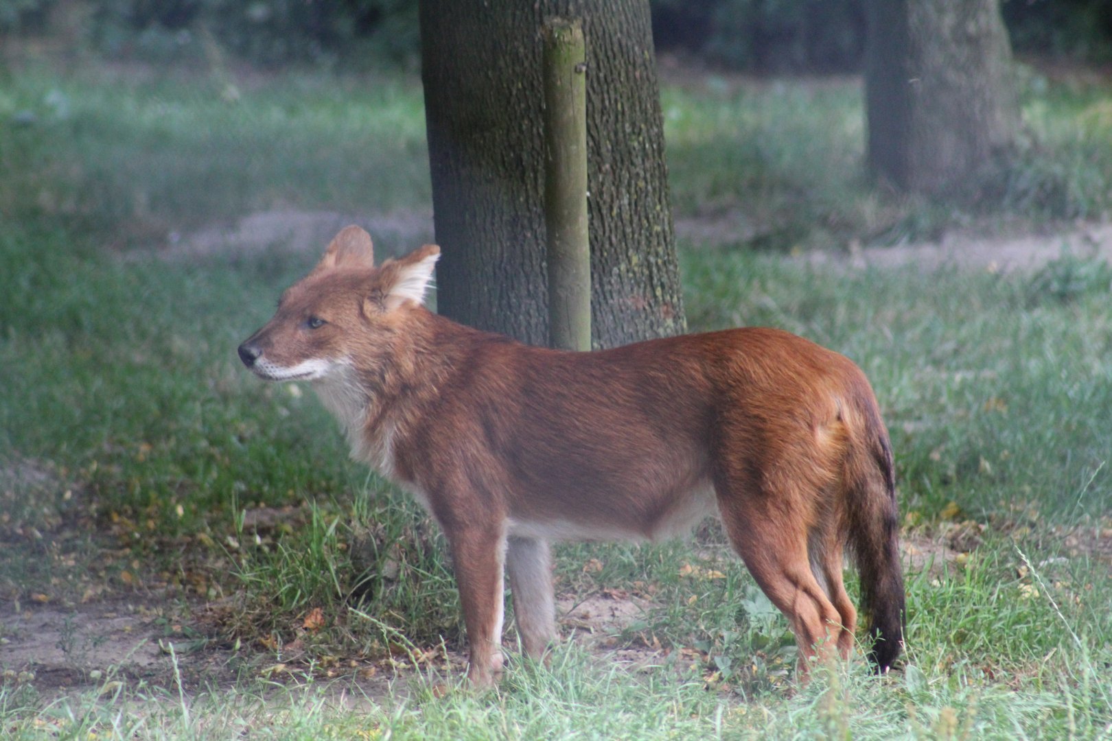 Chinese Dhole