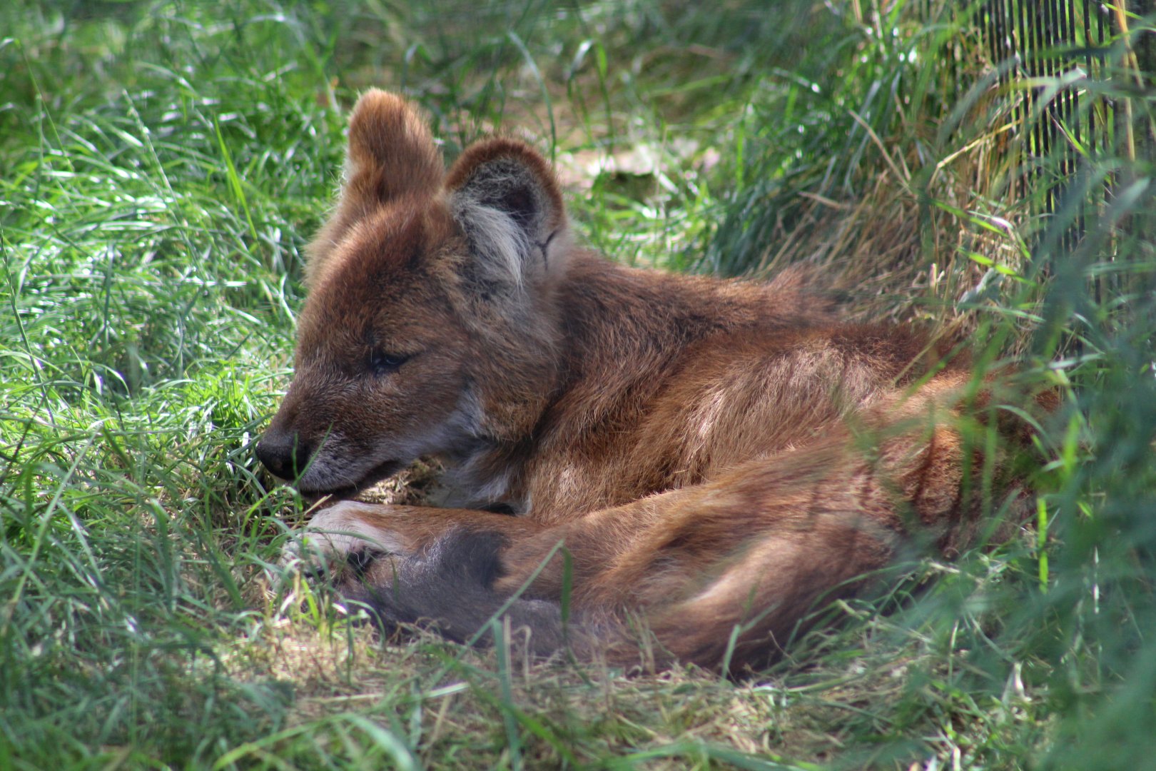 Chinese Dhole